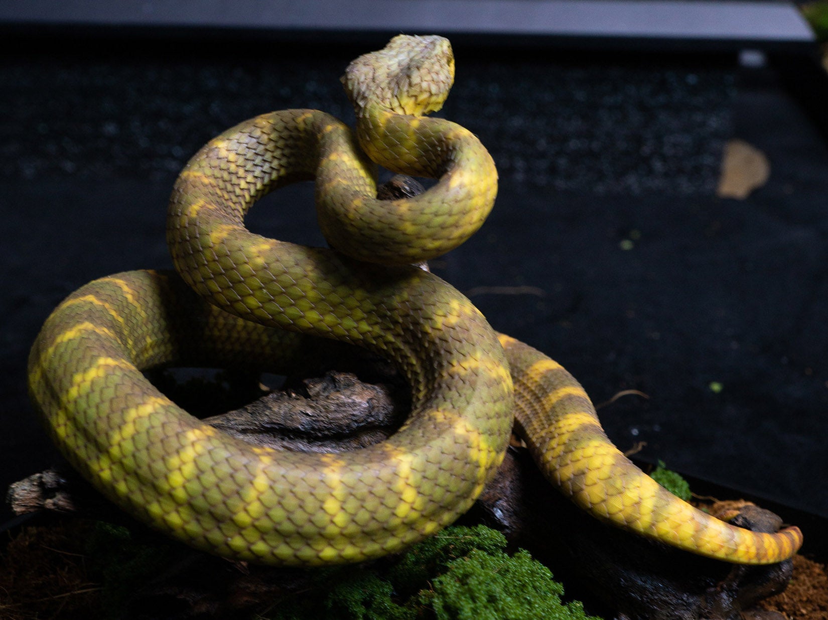Snake Gorge Yellow Atheris squamigera Model