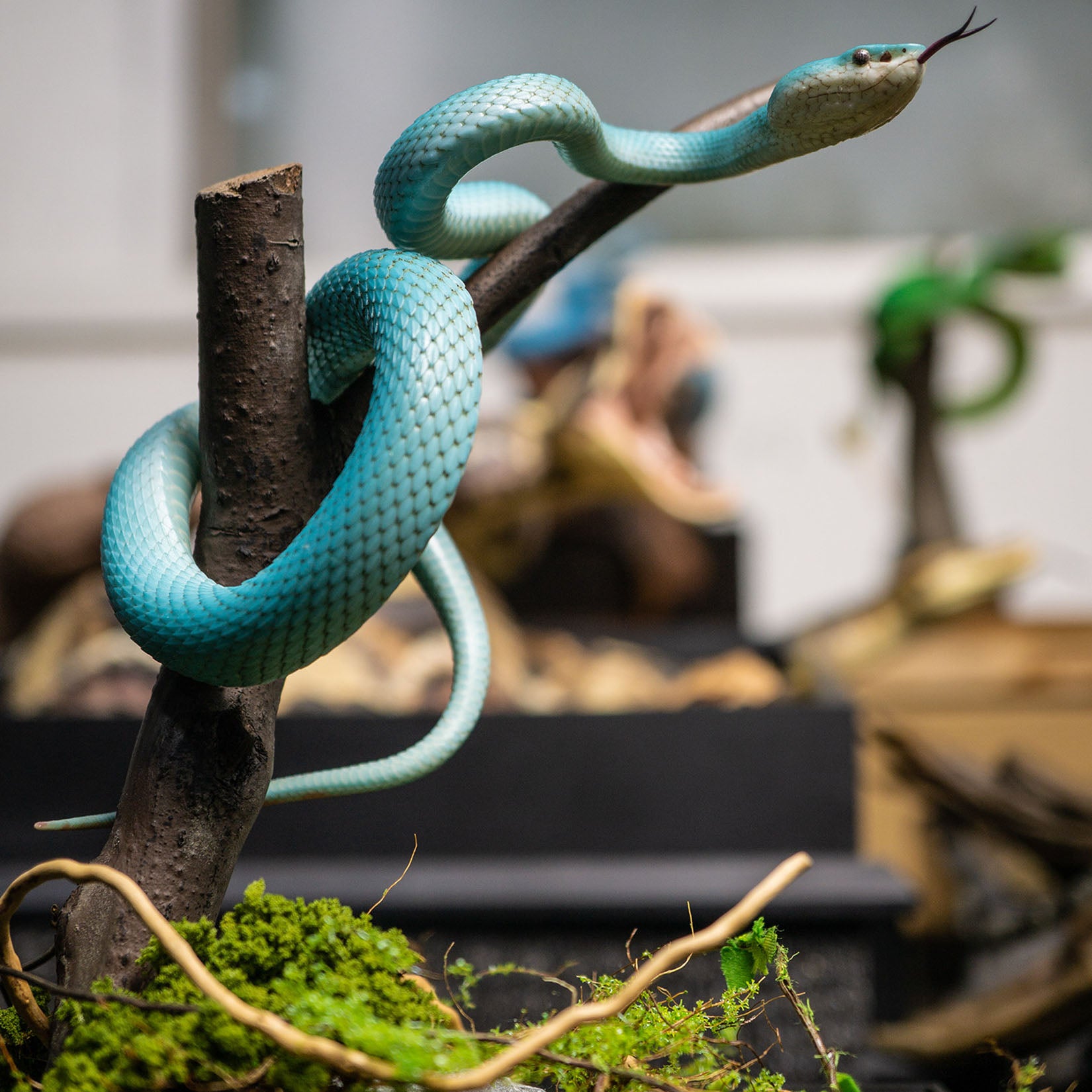 Snake Gorge Indonesian pit viper Model