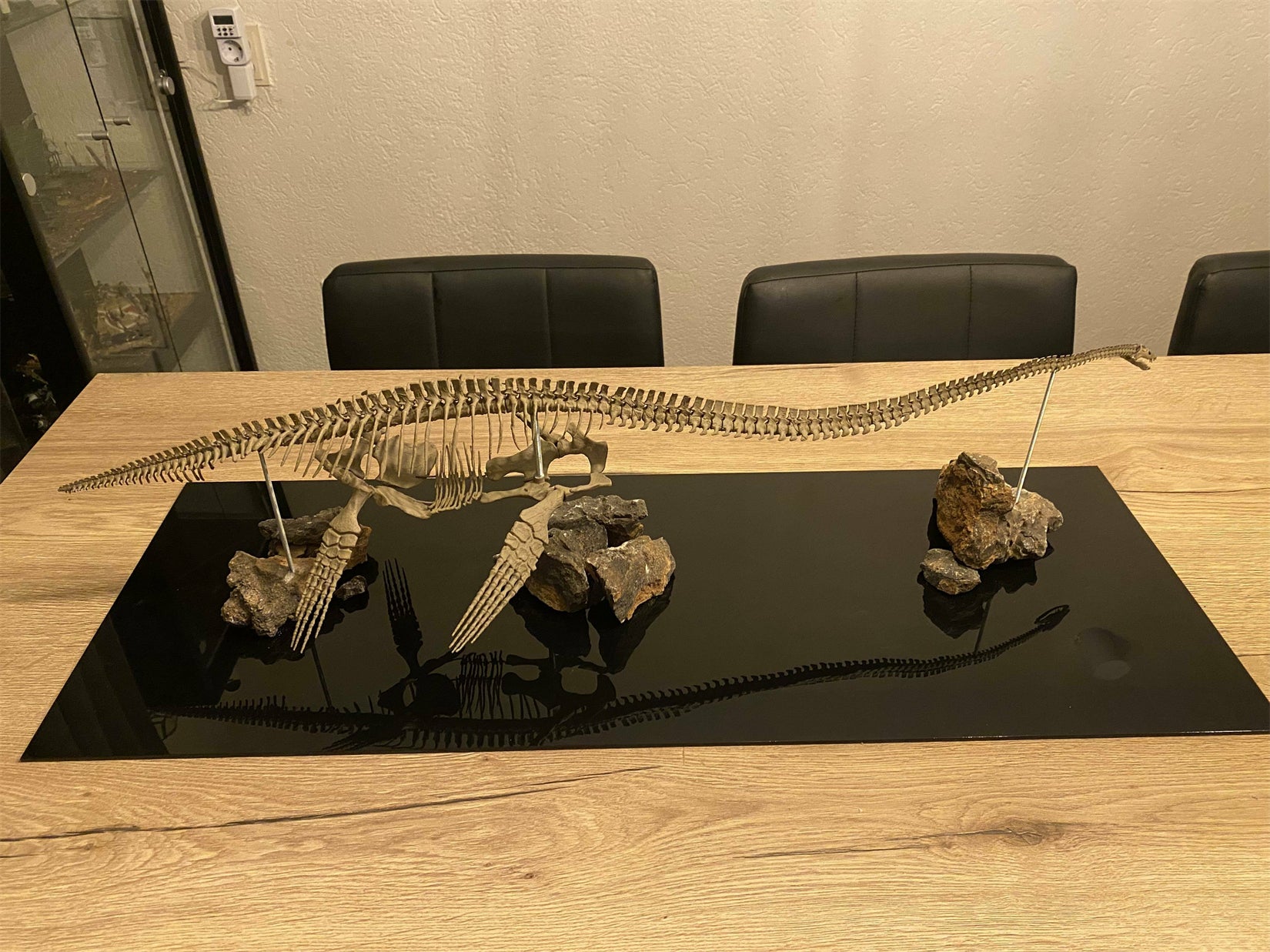 Nova Studio 1/8 Scale Elasmosaurus platyurus keleton Model