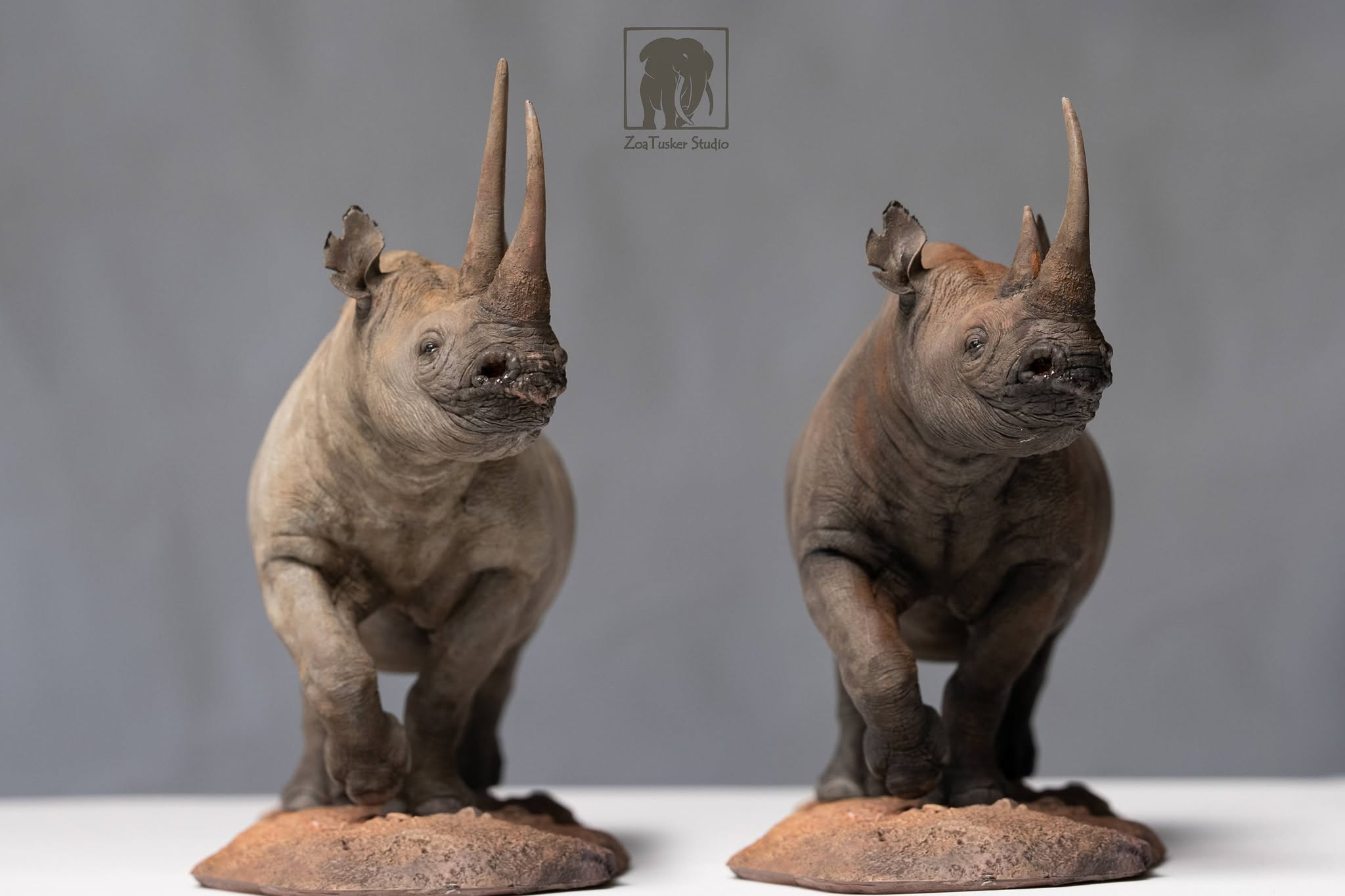 ZoaTusker Studio Black Rhinoceros Model