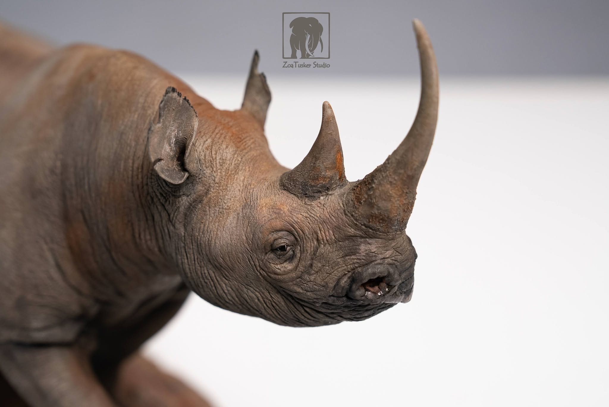 ZoaTusker Studio Black Rhinoceros Model