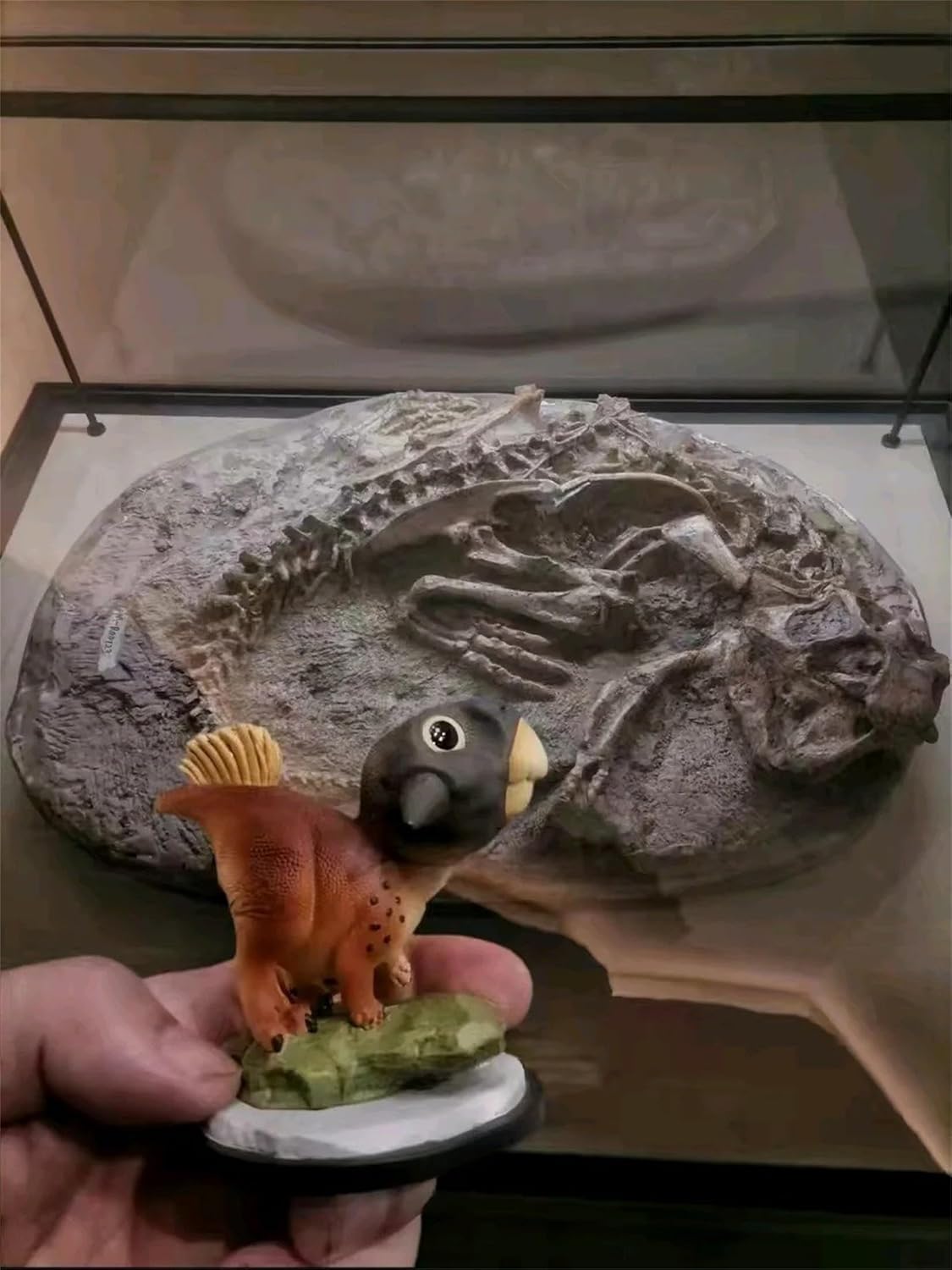 Animal Heavenly Body Psittacosaurus & Anchiornis Huxleyi Model Collector