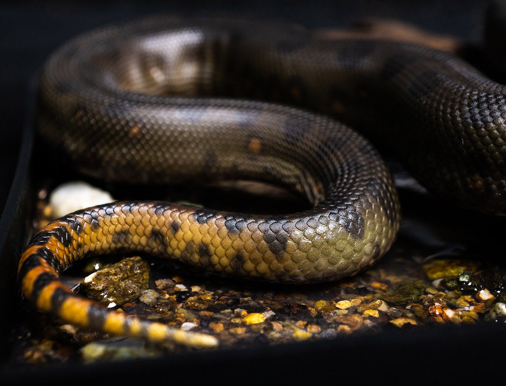 Snake Gorge Green anaconda Model