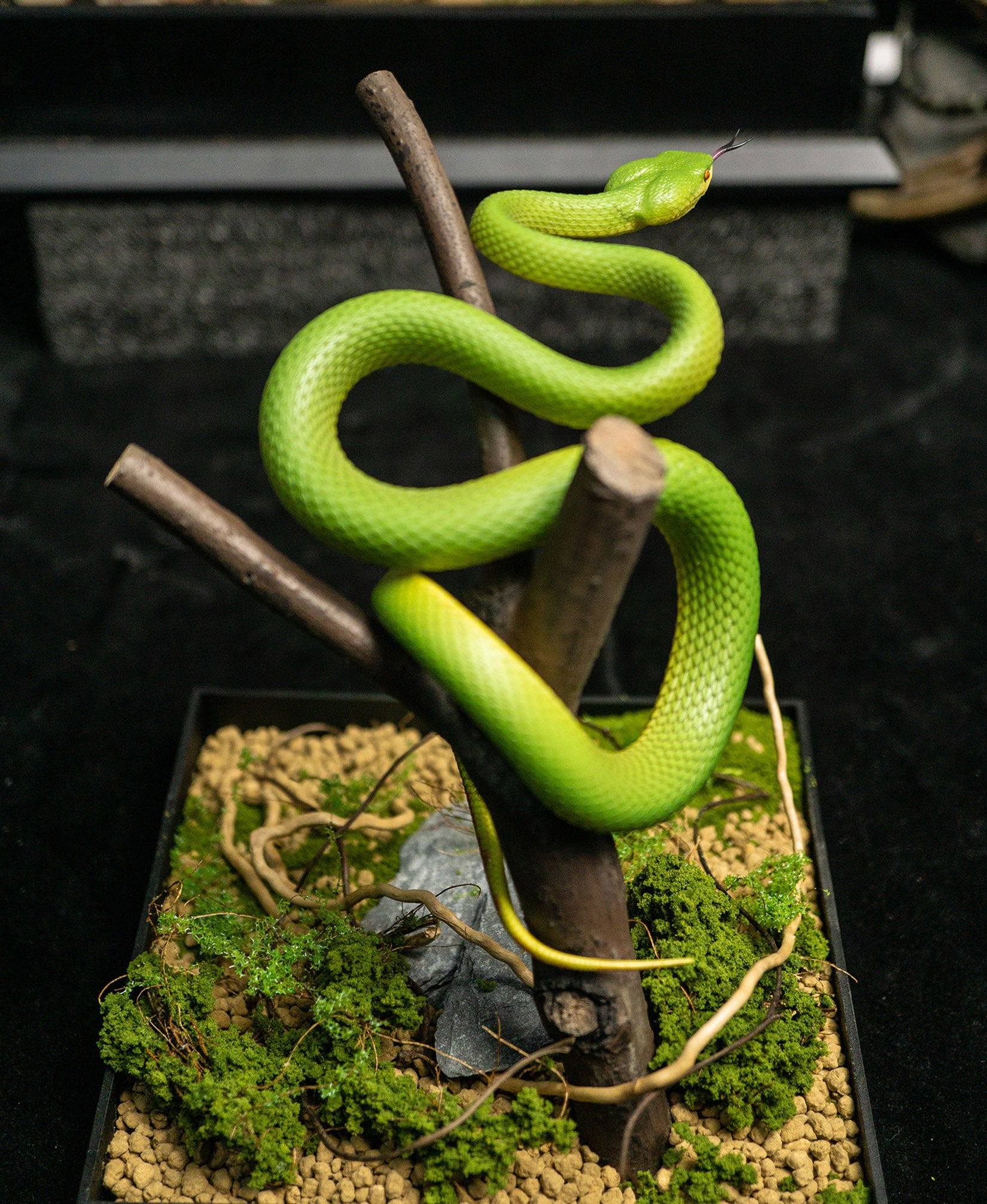 Snake Gorge Trimeresurus albolabris Model