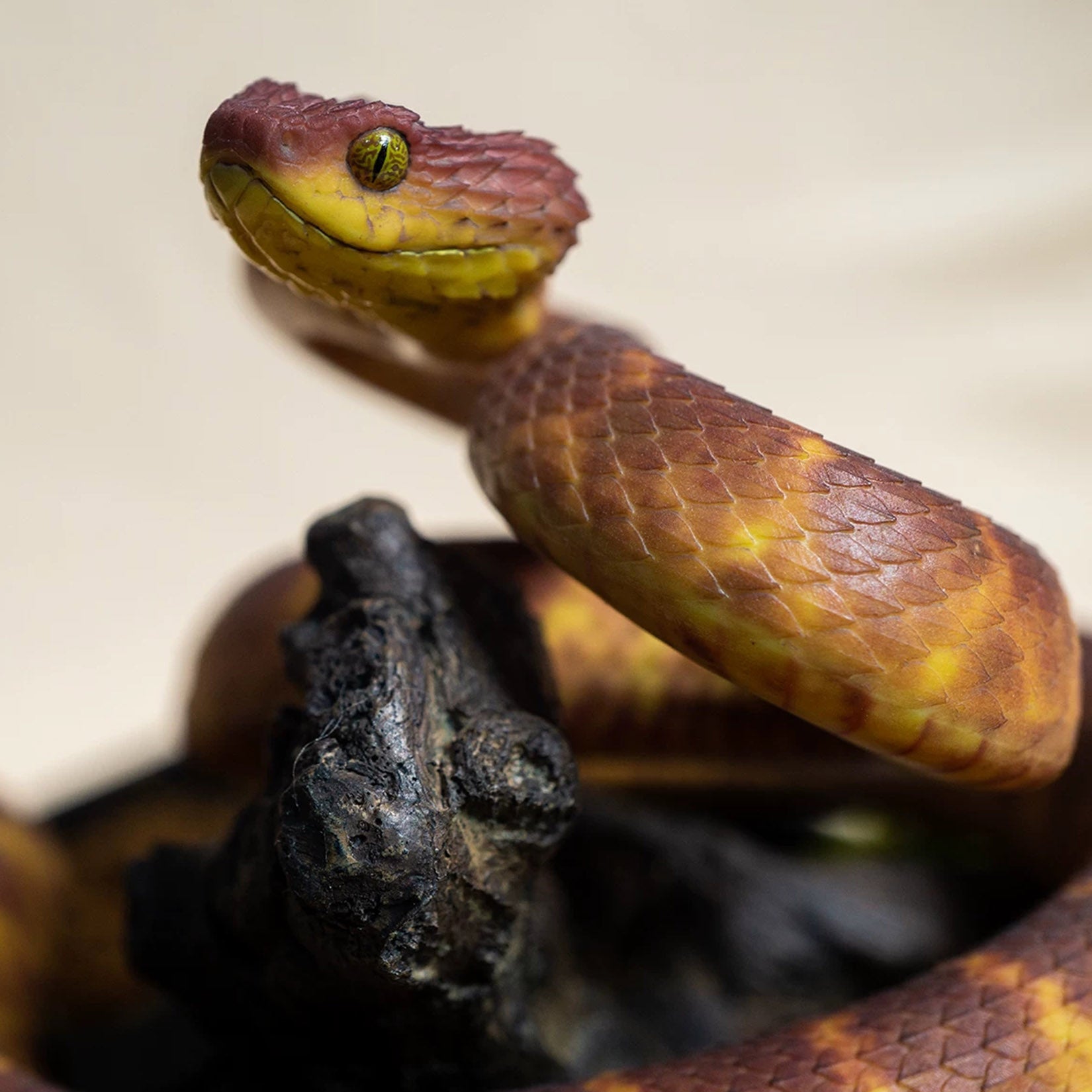 Snake Gorge Red Atheris squamigera Model