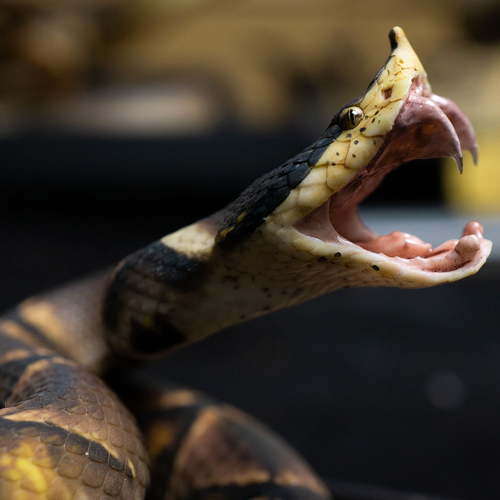 Snake Gorge Chinese Moccasin Attack version Model