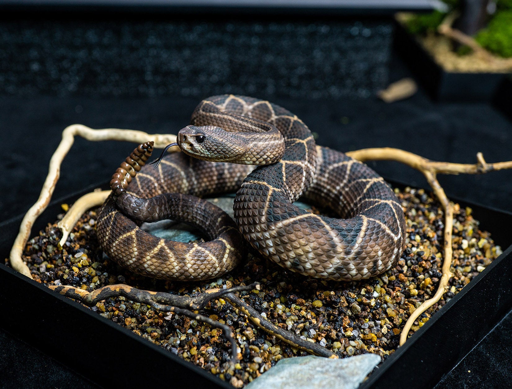 Snake Gorge Crotalus durissus Model
