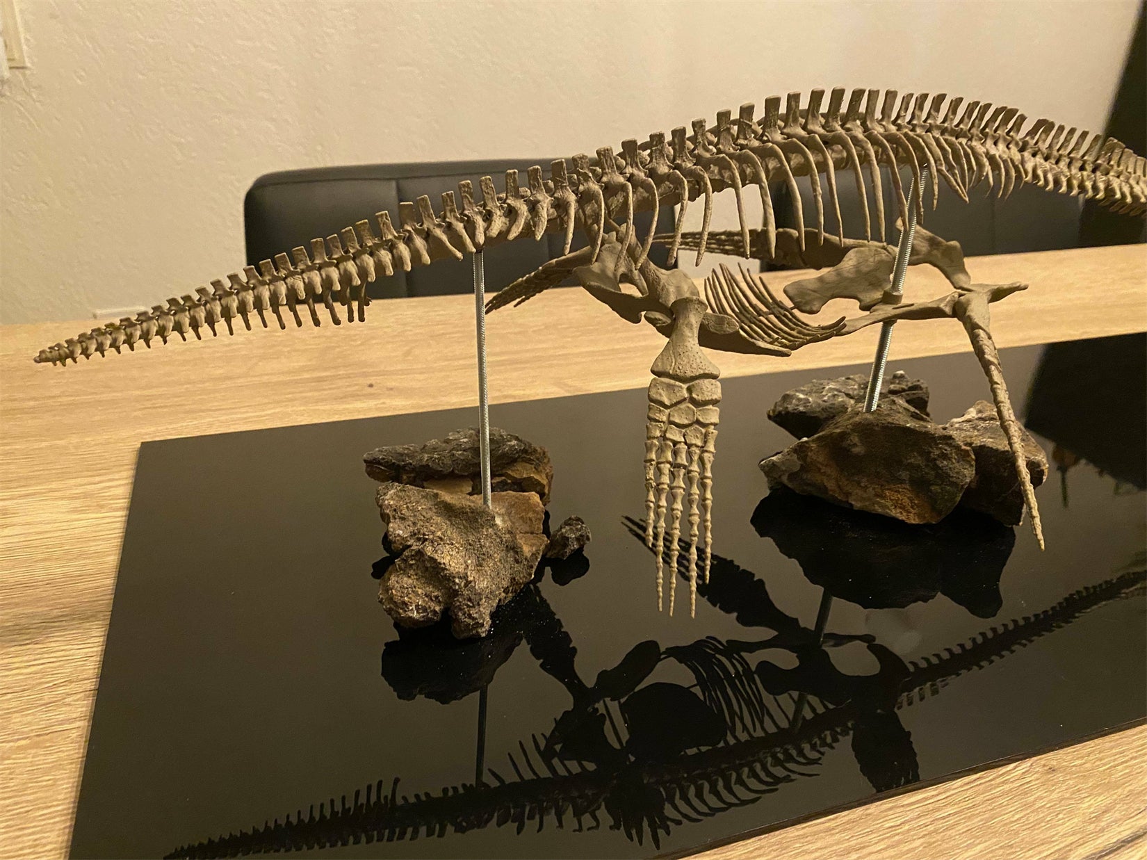 Nova Studio 1/8 Scale Elasmosaurus platyurus keleton Model