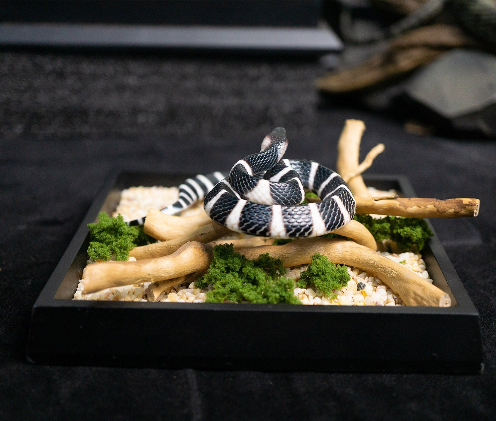 Snake Gorge Many-banded krait Model