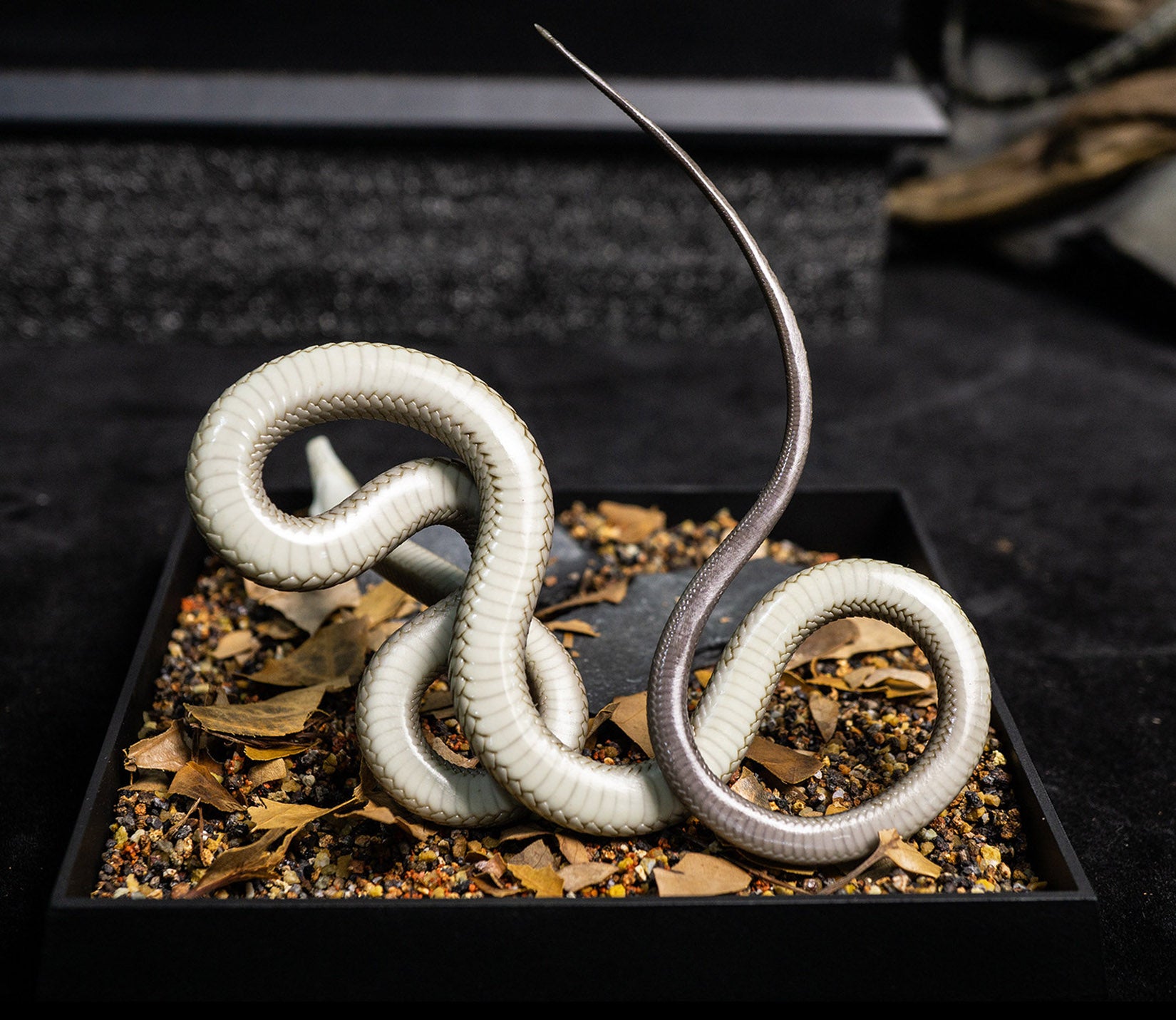 Snake Gorge Black mamba Model