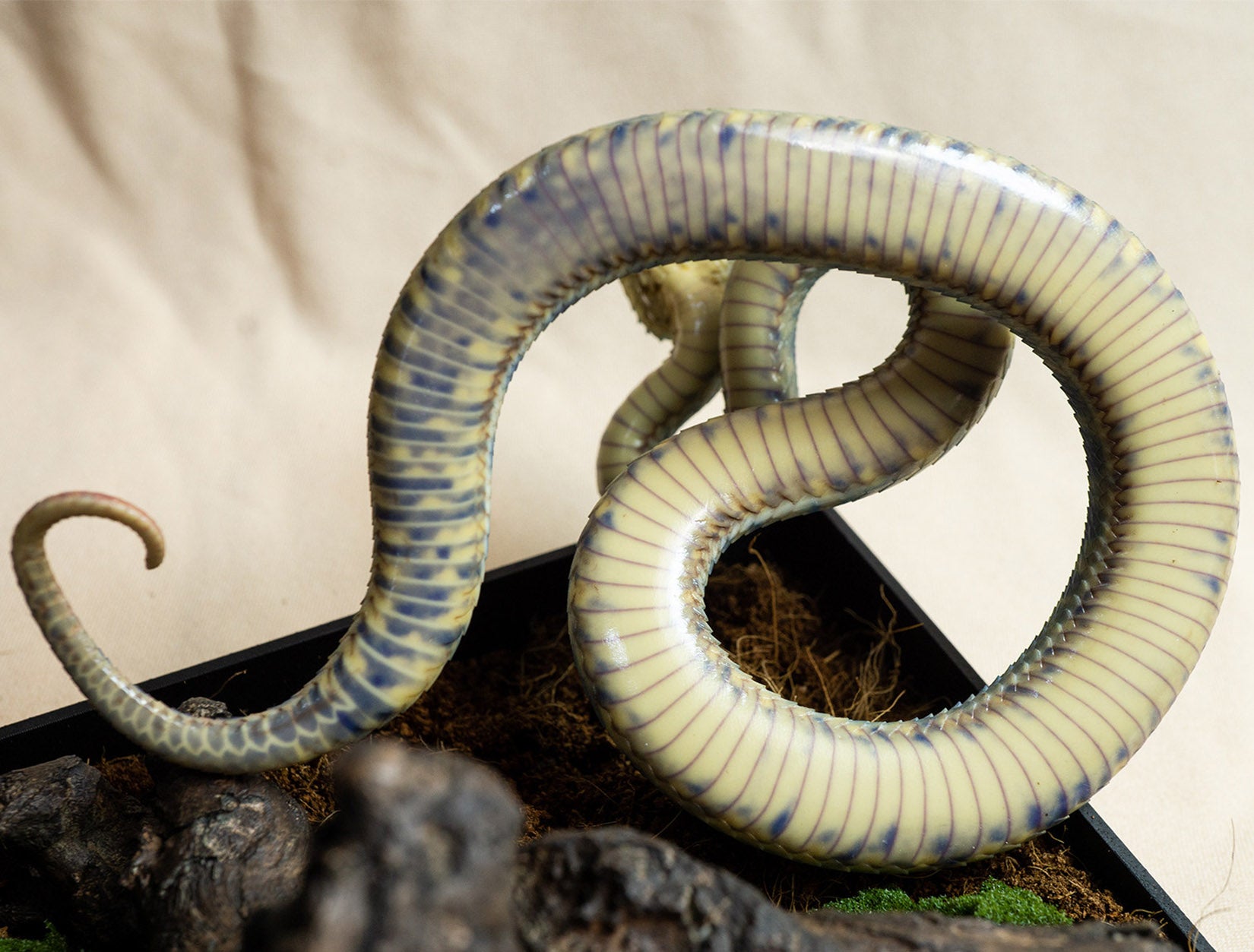 Snake Gorge Blue Atheris squamigera Model