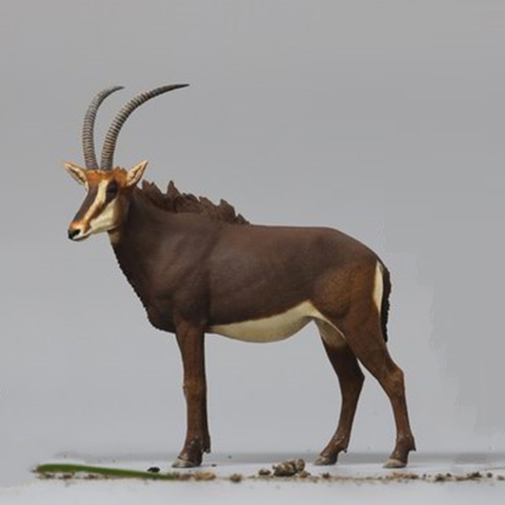DAFEI Sable Antelope Model