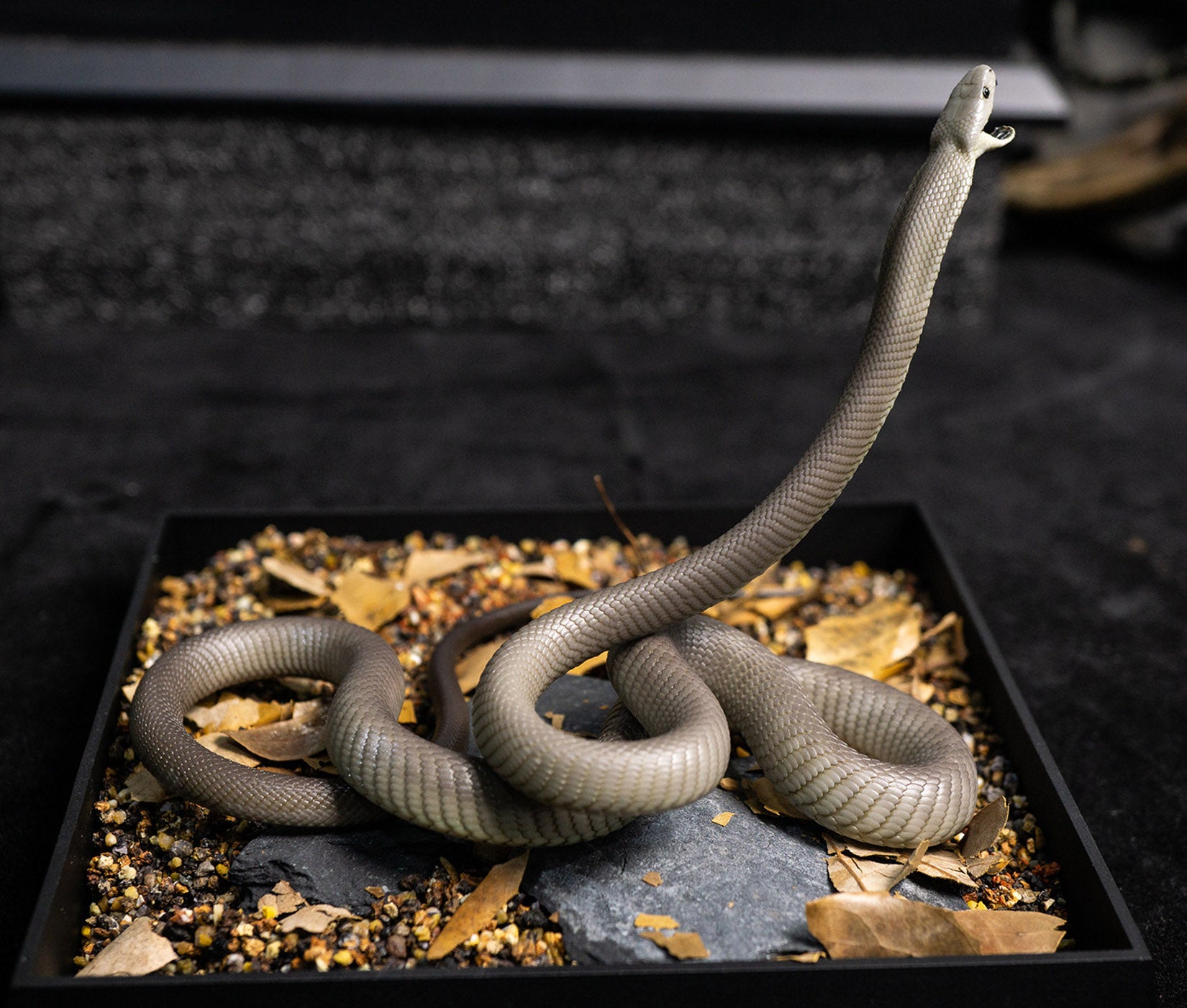 Snake Gorge Black mamba Model