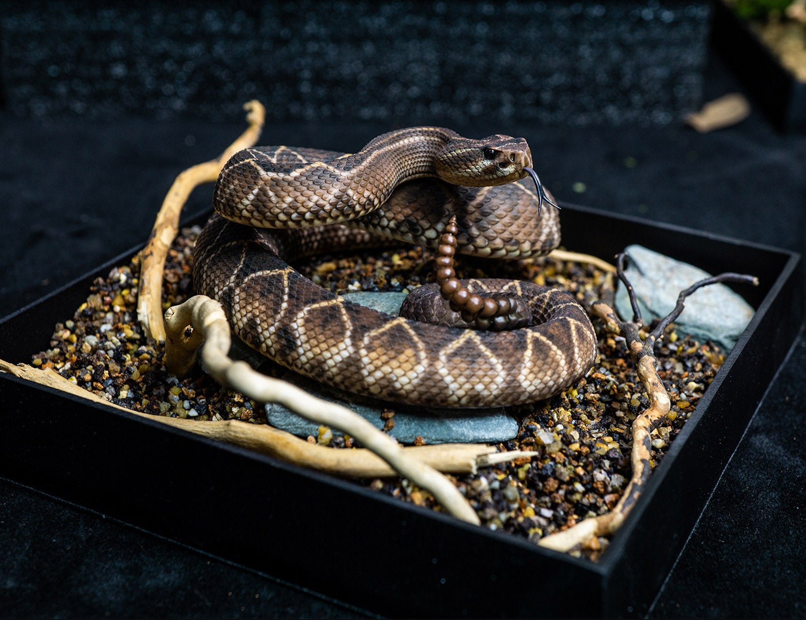 Snake Gorge Crotalus durissus Model