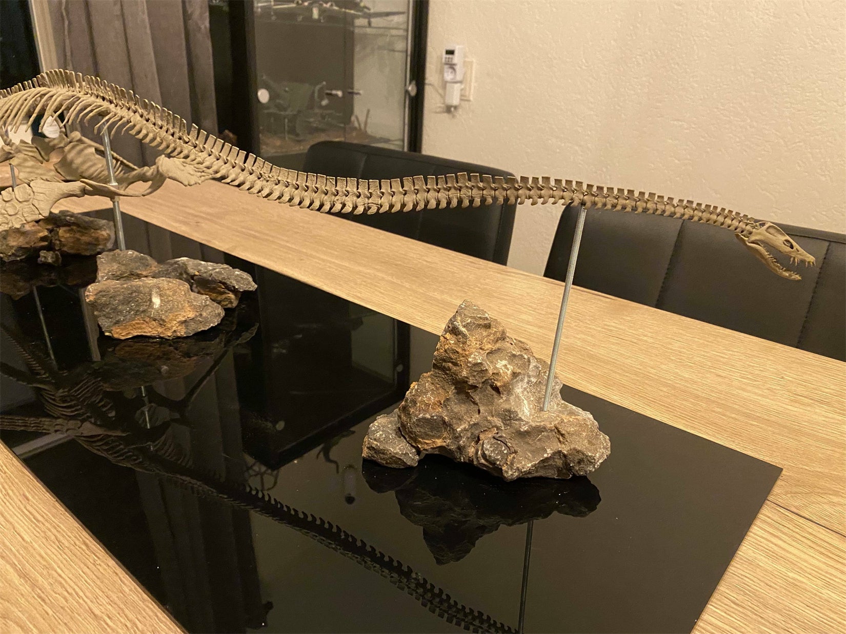 Nova Studio 1/8 Scale Elasmosaurus platyurus keleton Model