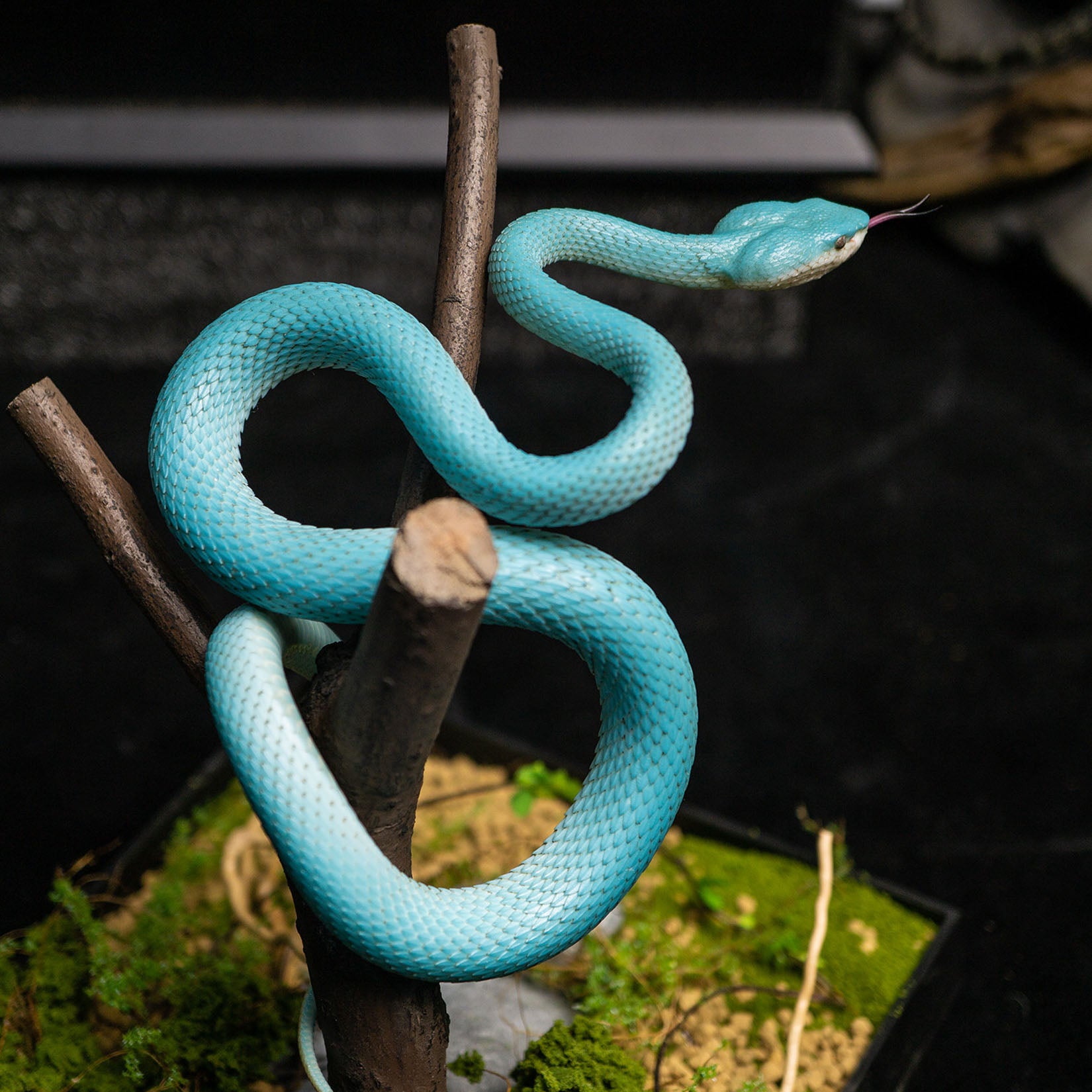 Snake Gorge Indonesian pit viper Model