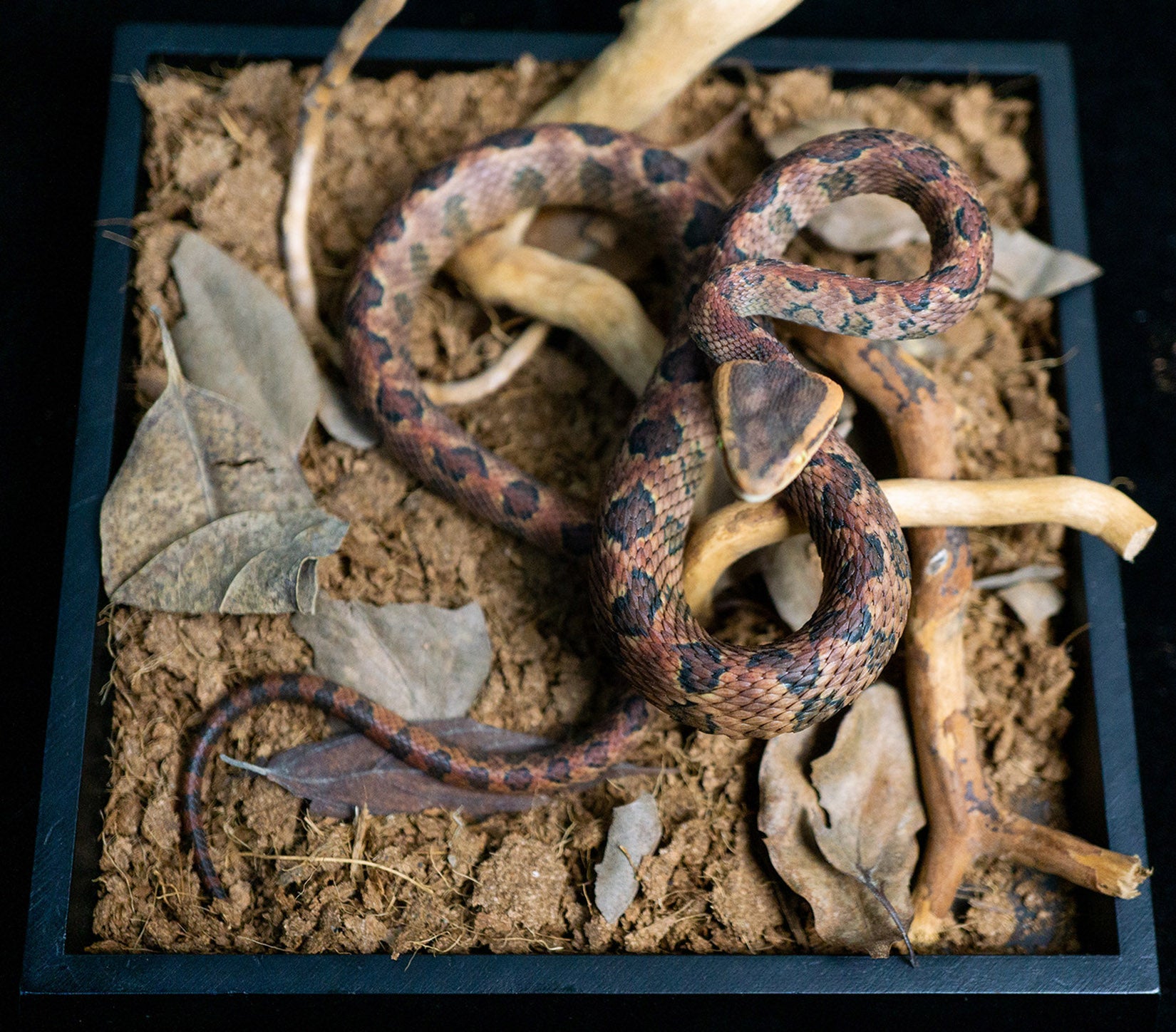 Snake Gorge Protobothrops mucrosquamatus Model