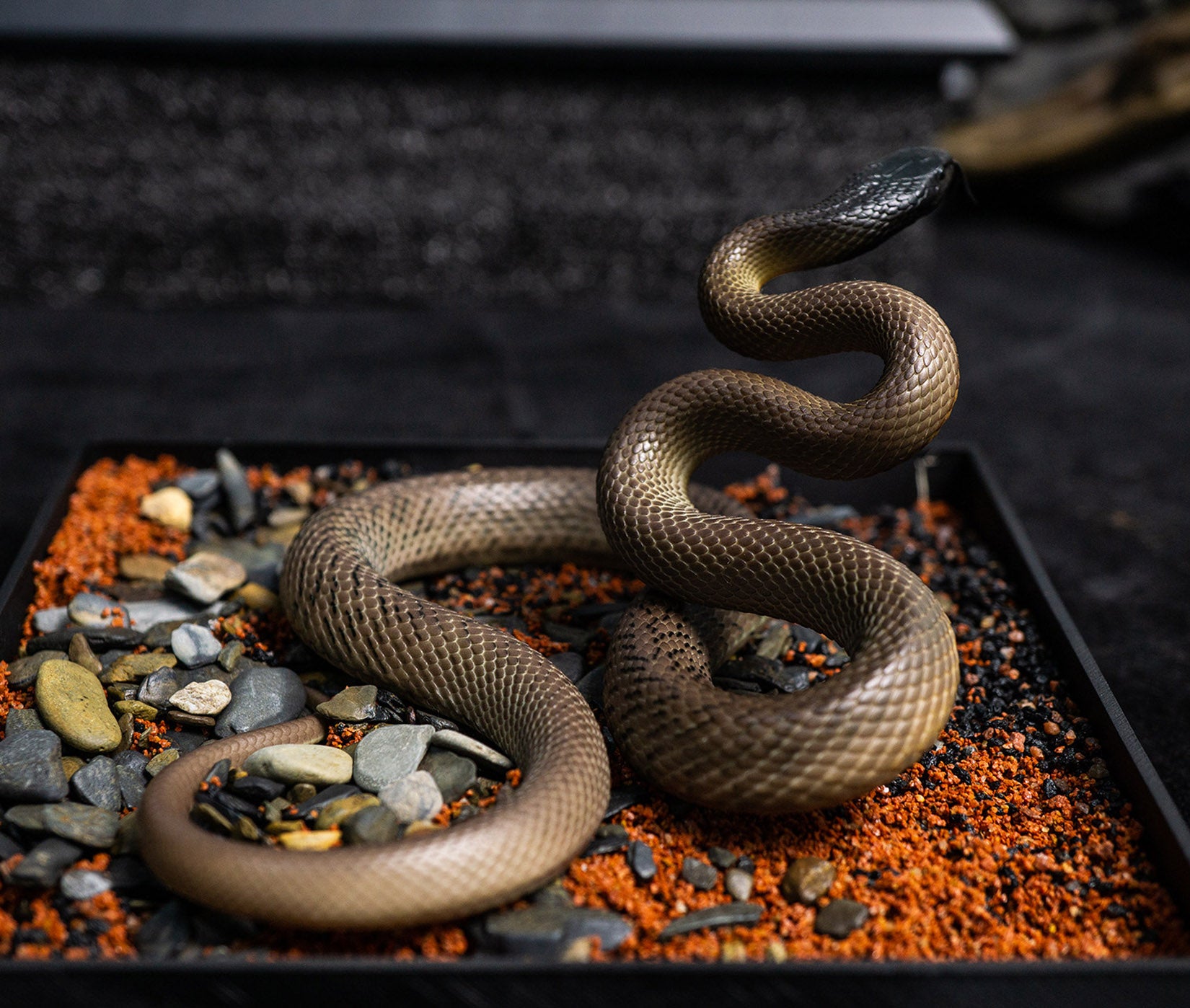Snake Gorge Inland taipan Model