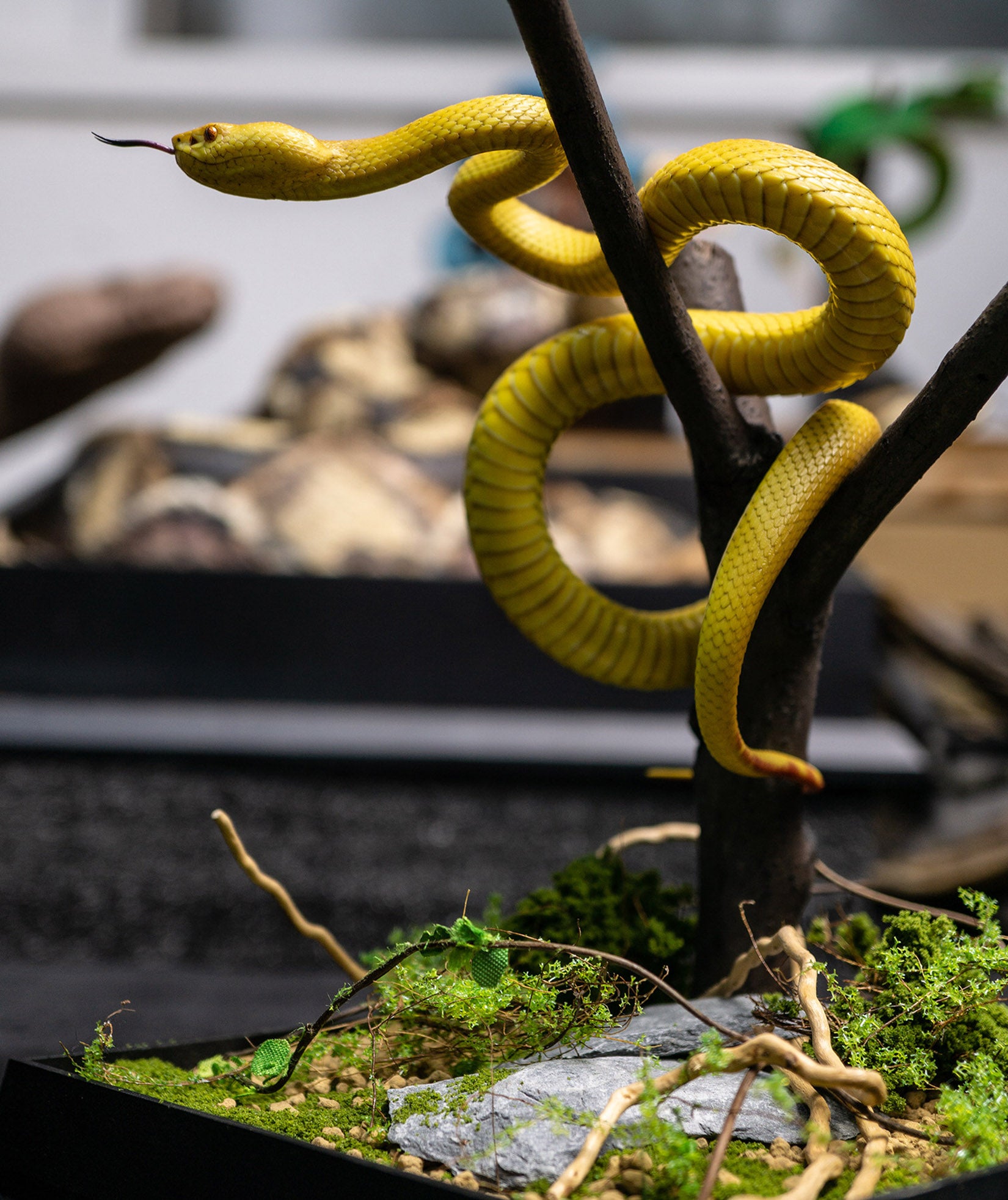 Snake Gorge Cryptelytrops cantori Model