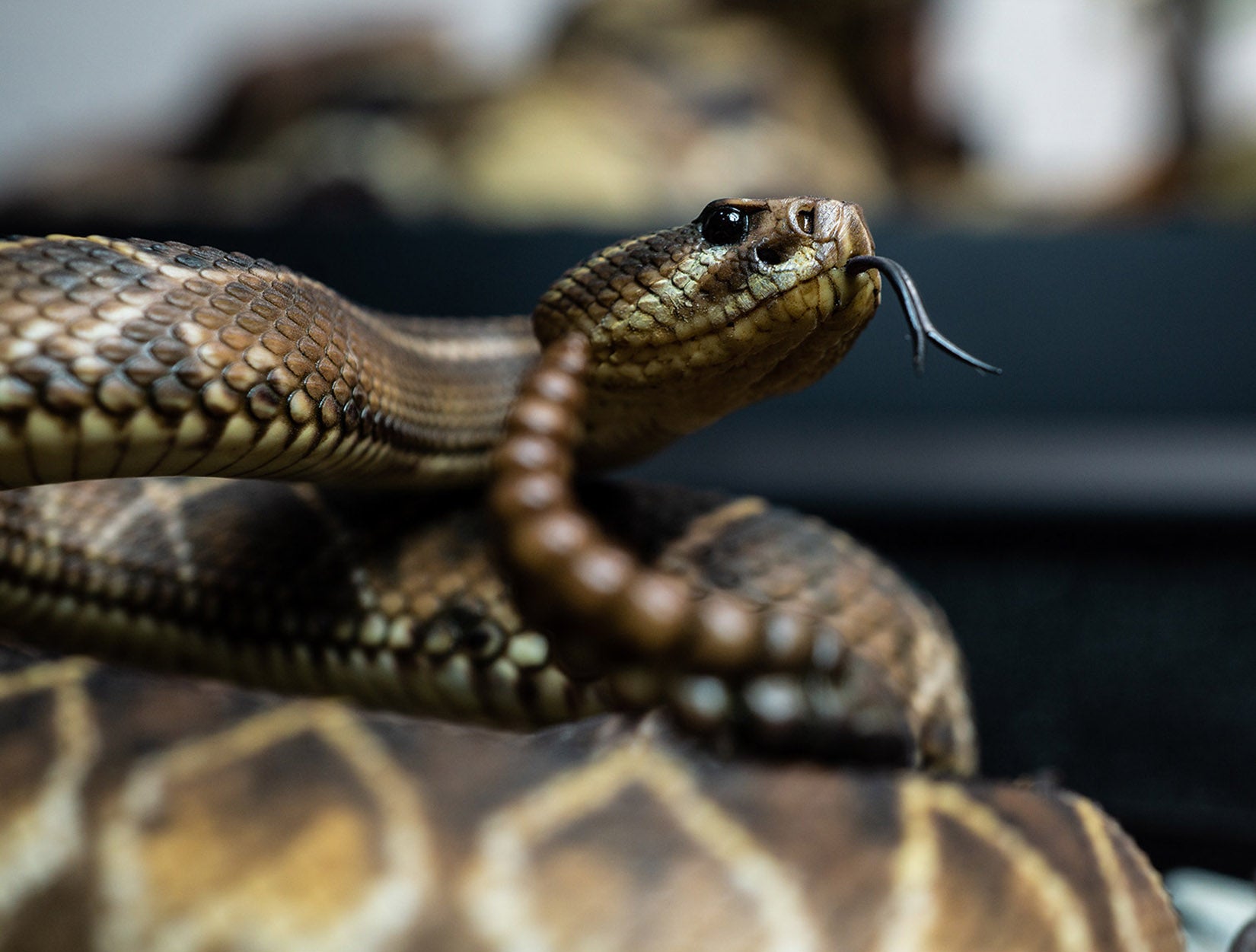 Snake Gorge Crotalus durissus Model