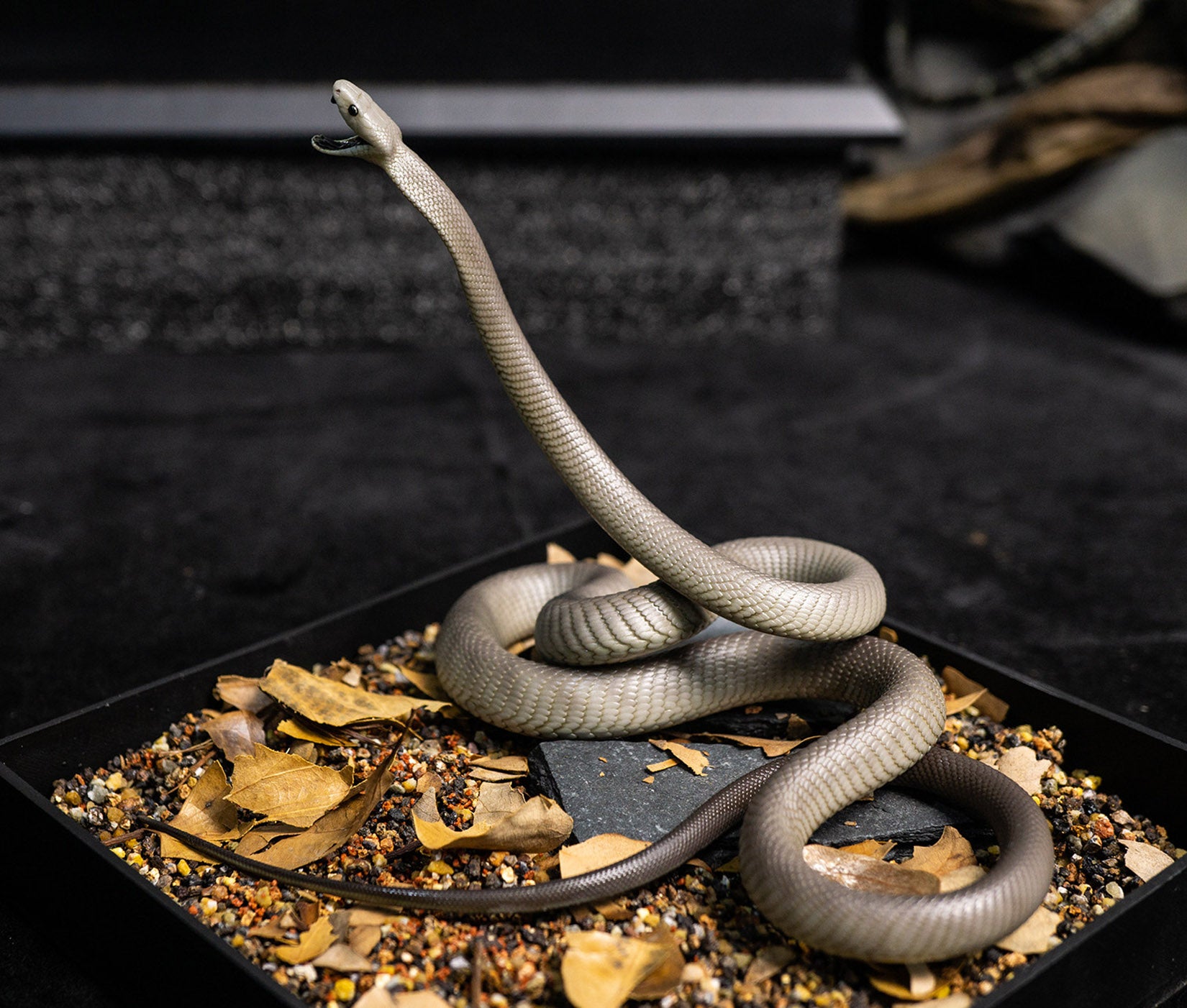 Snake Gorge Black mamba Model
