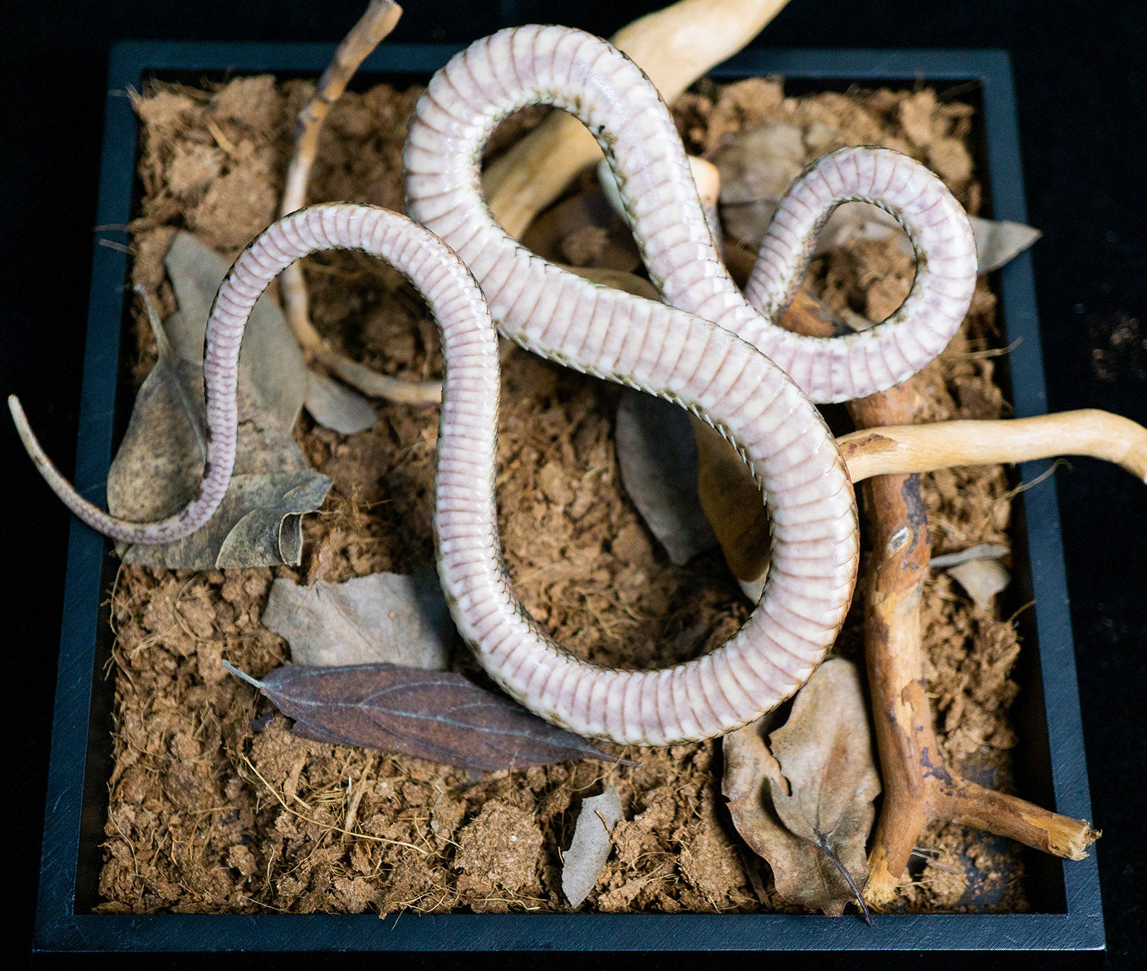 Snake Gorge Protobothrops mucrosquamatus Model
