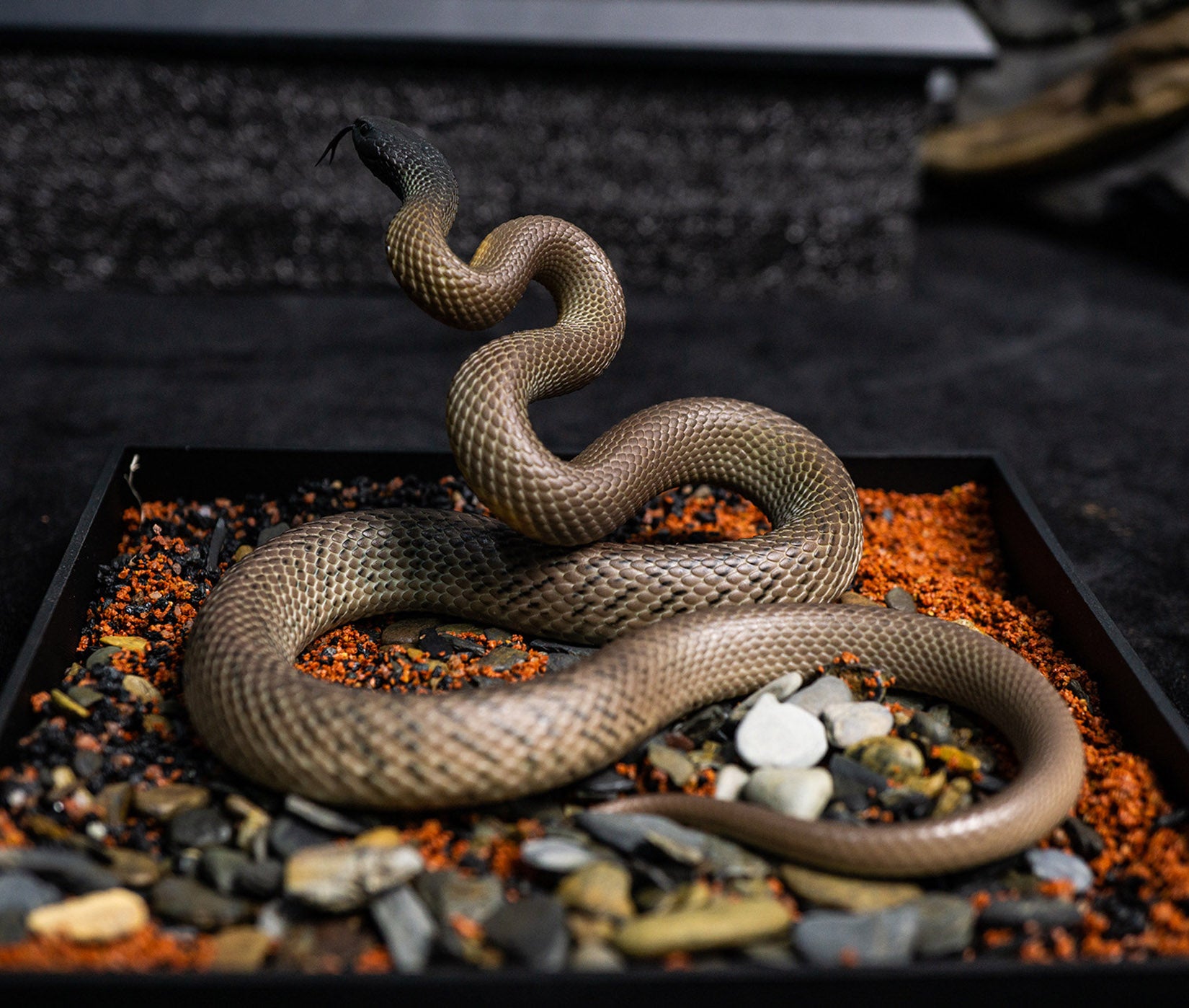 Snake Gorge Inland taipan Model