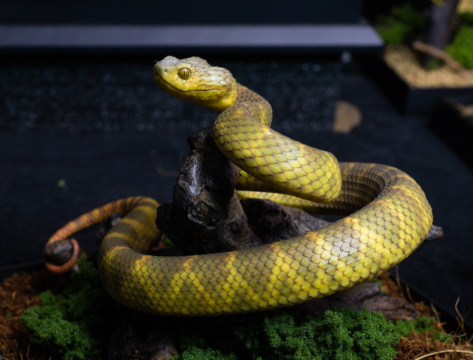 Snake Gorge Yellow Atheris squamigera Model