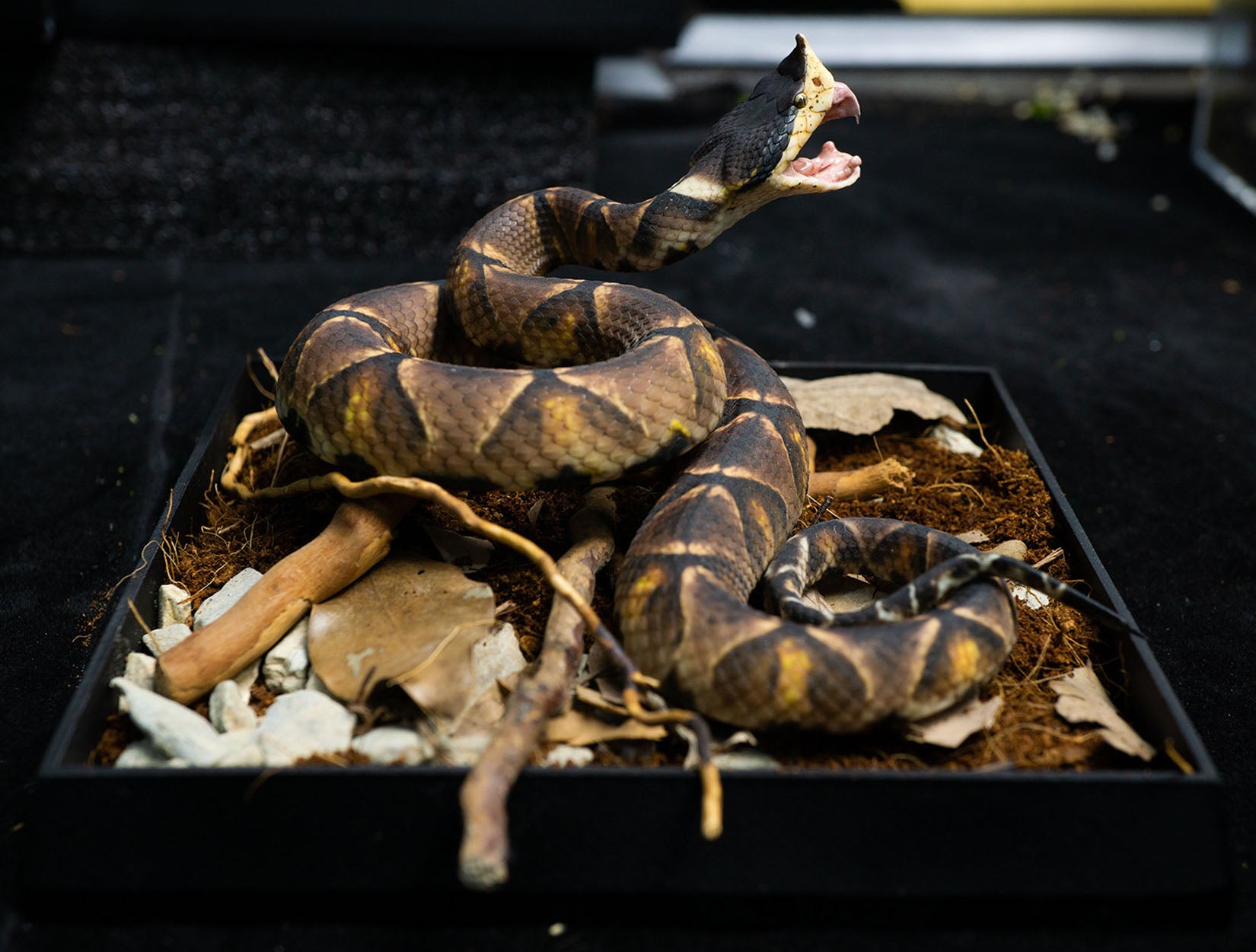 Snake Gorge Chinese Moccasin Attack version Model