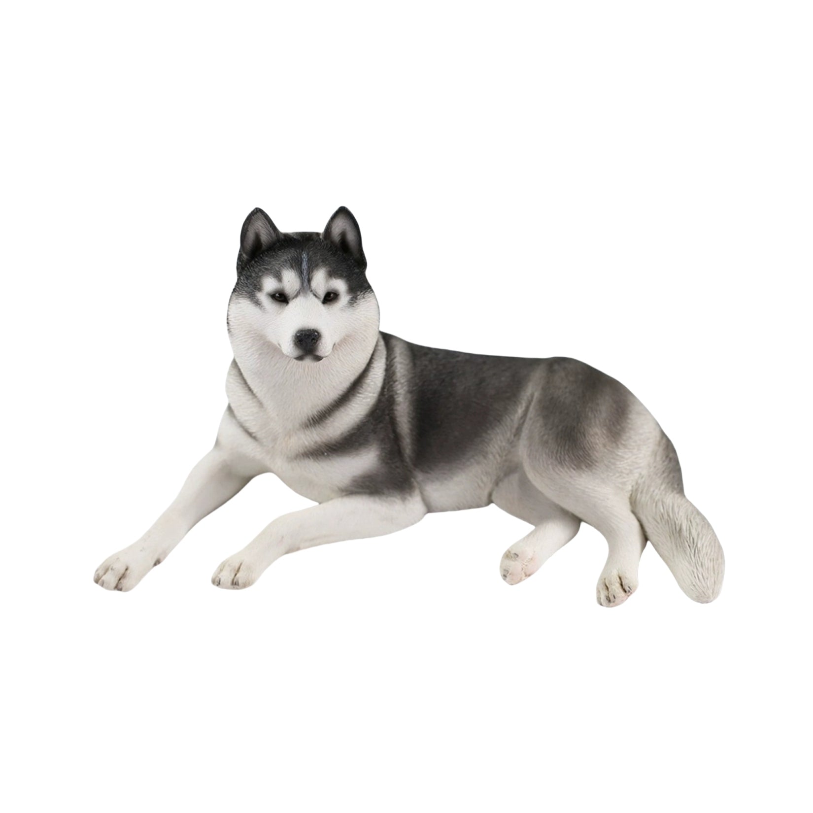 JXK 1/6 Siberian Husky 2.0 Figure