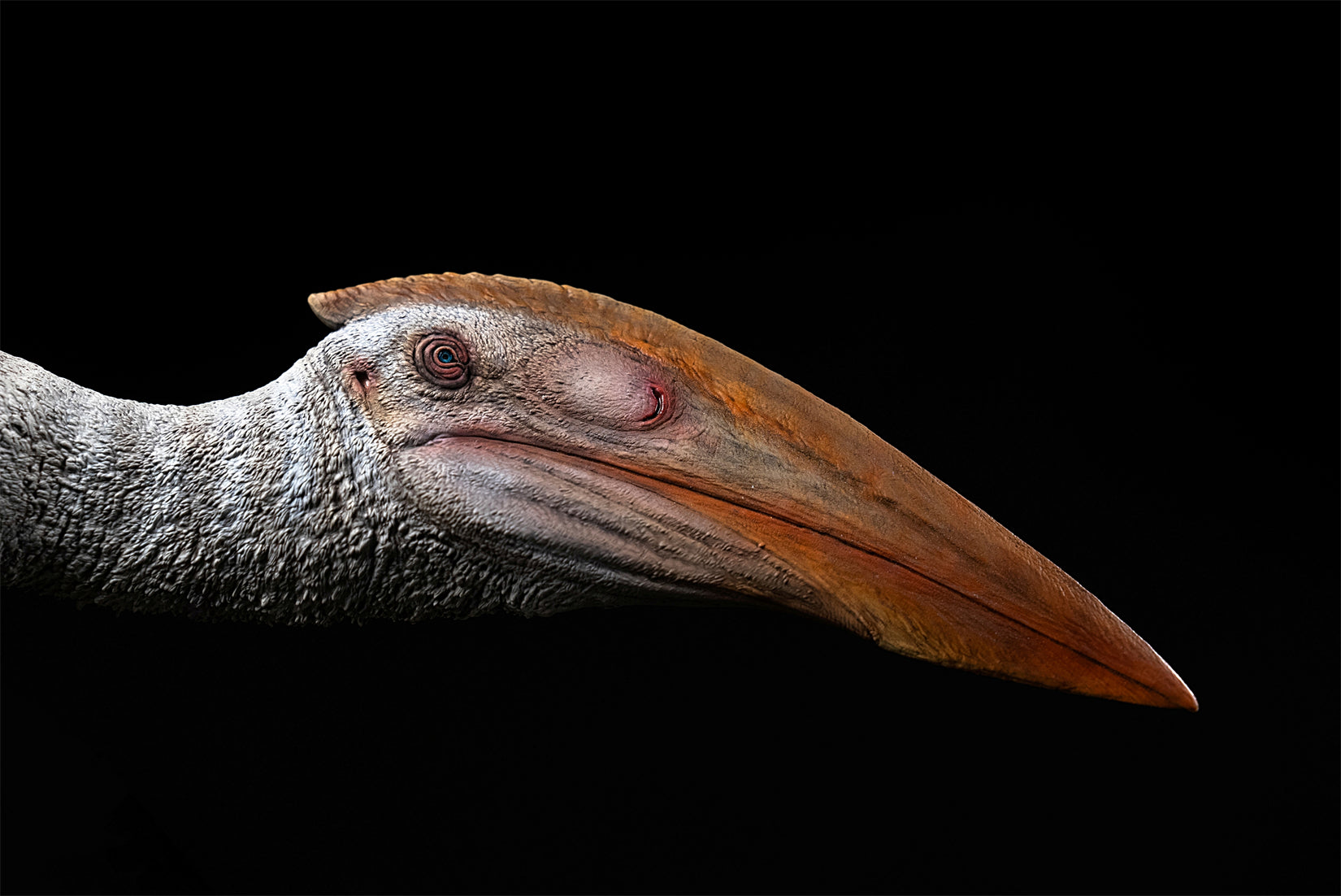 De CLAY Studio Hatzegopteryx thambema Model