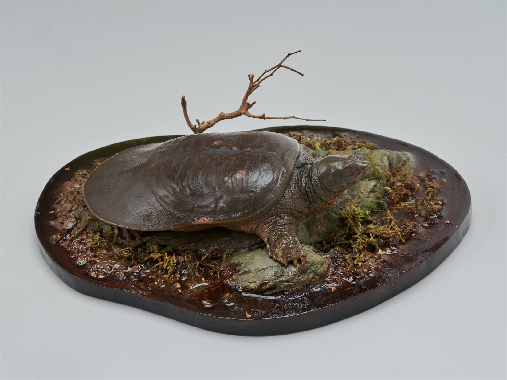 De CLAY Studio Yangtze giant softshell turtle Model
