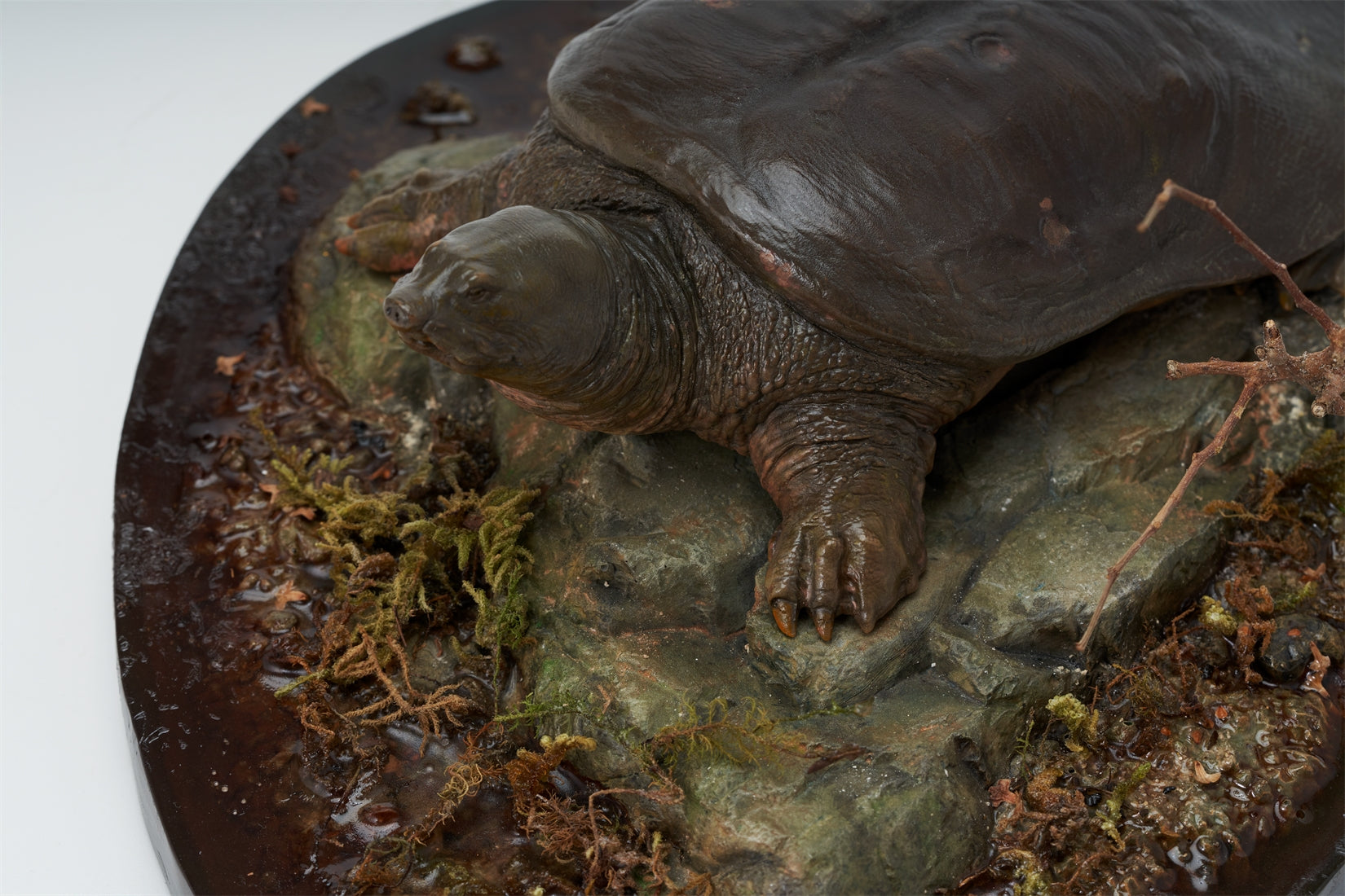 De CLAY Studio Yangtze giant softshell turtle Model