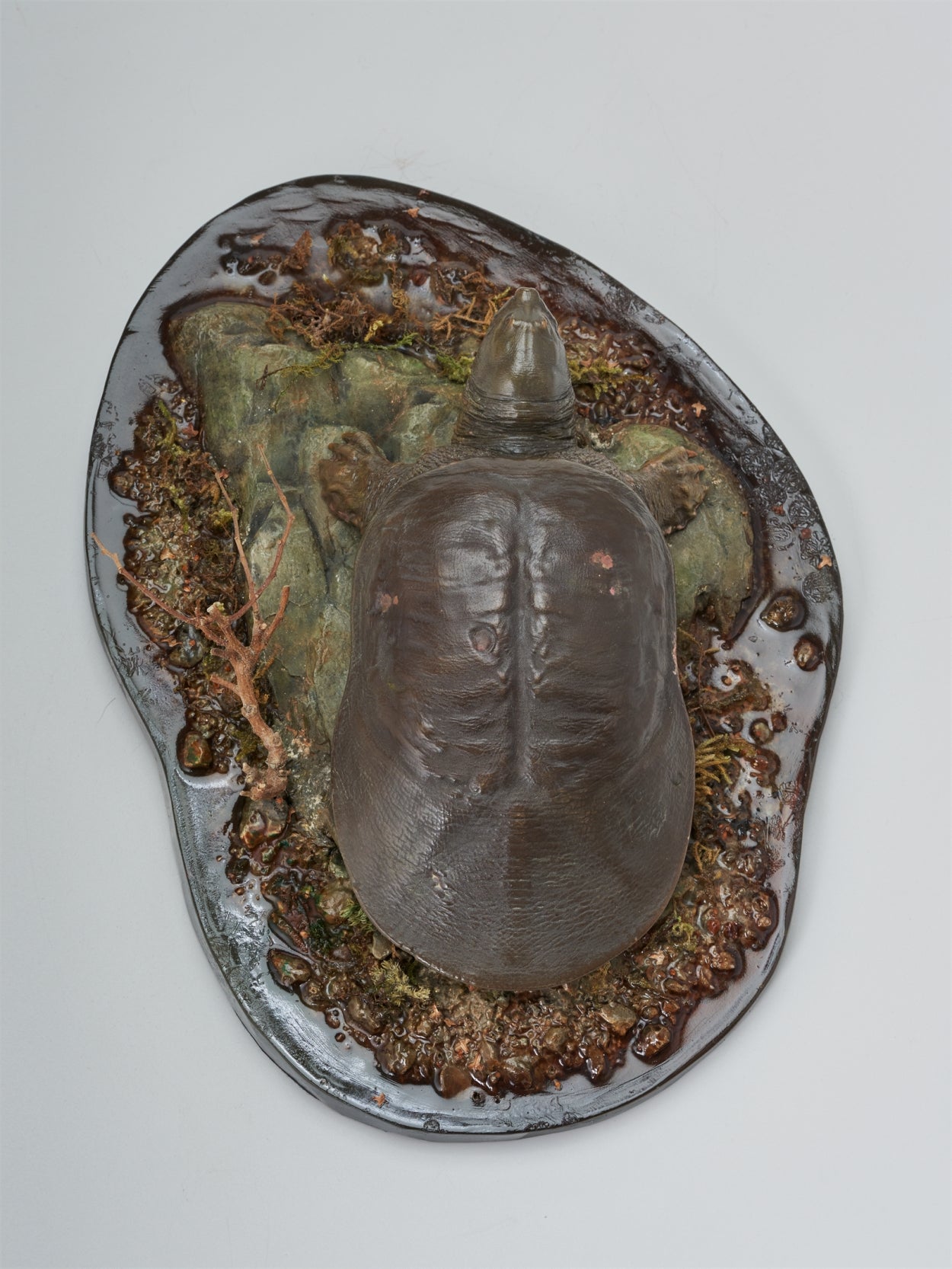 De CLAY Studio Yangtze giant softshell turtle Model