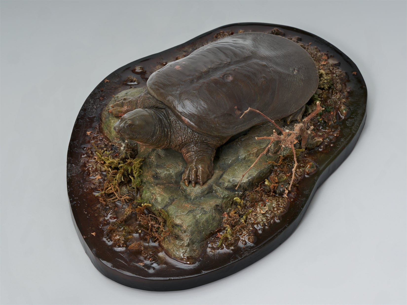 De CLAY Studio Yangtze giant softshell turtle Model