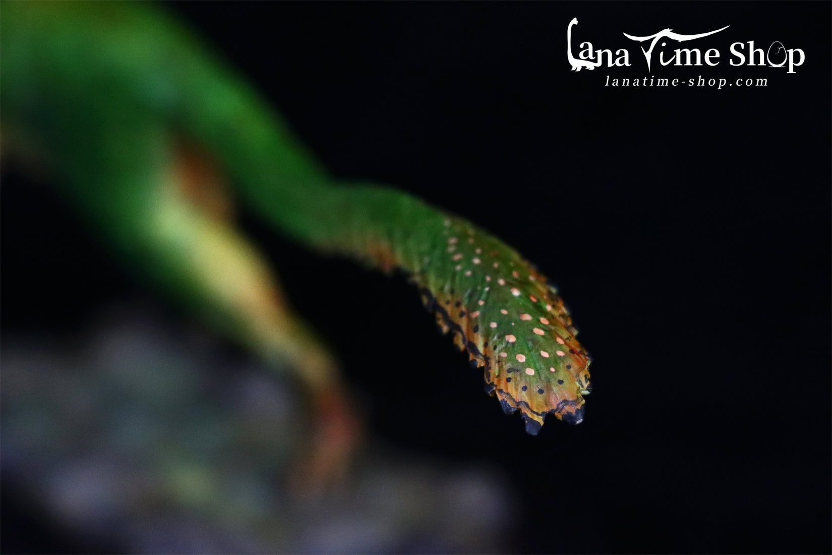 LANATIMESHOP 1:35 Scale Utahraptor Spike Model