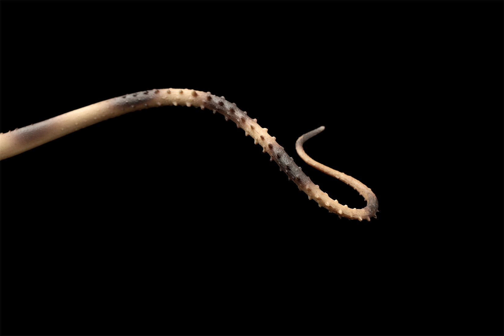 HAOLONGGOOD 1:35 Scale Diplodocus Model