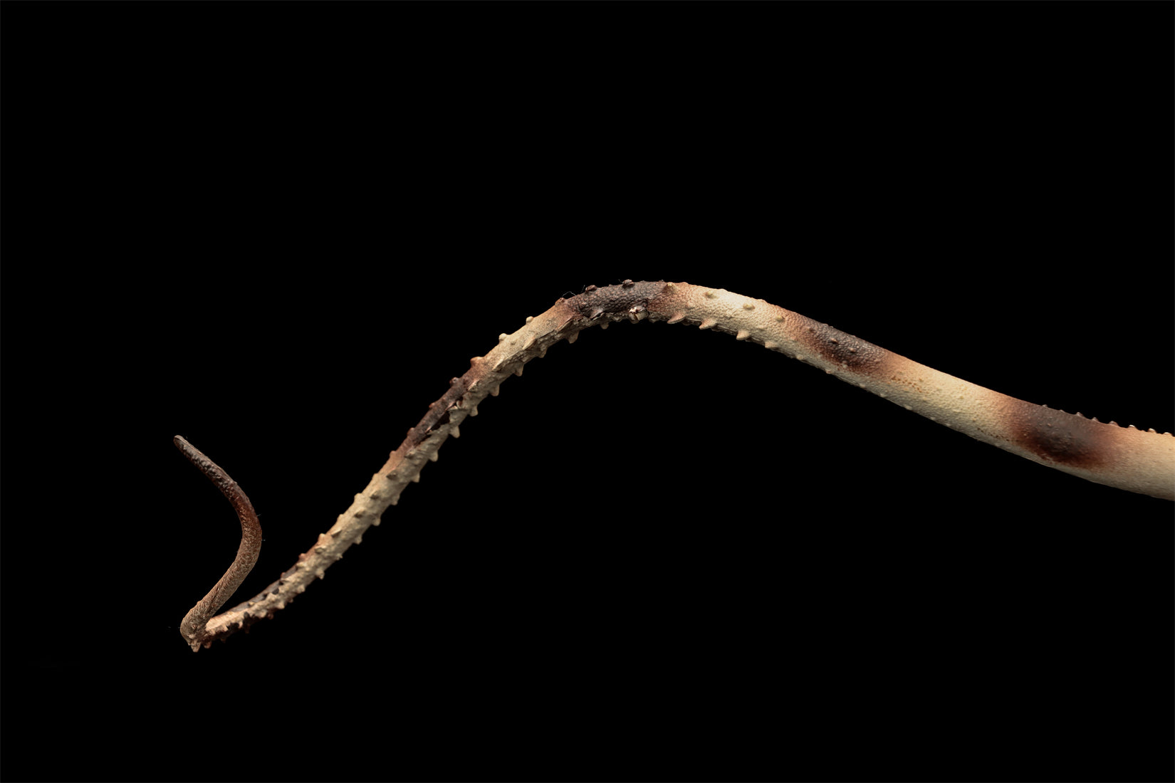 HAOLONGGOOD 1:35 Scale Diplodocus Model