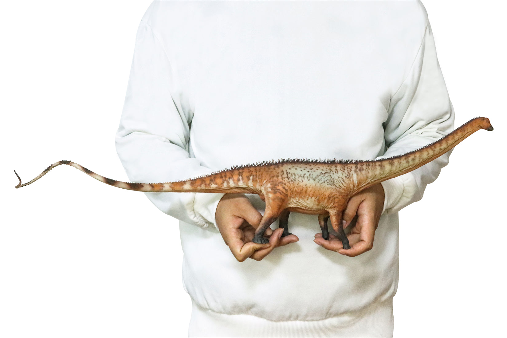 HAOLONGGOOD 1:35 Scale Diplodocus Model