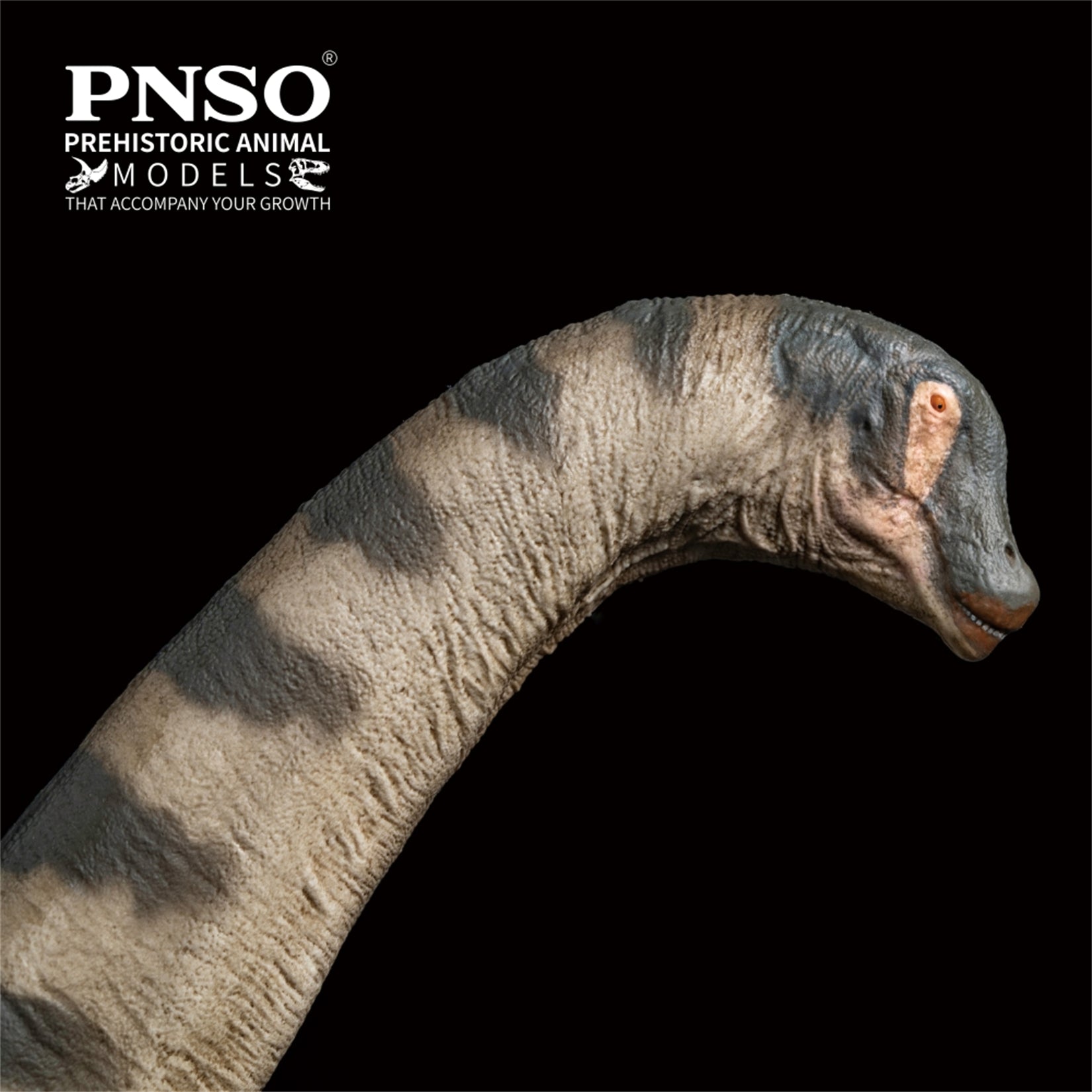 PNSO Alamosaurus Samuel Model