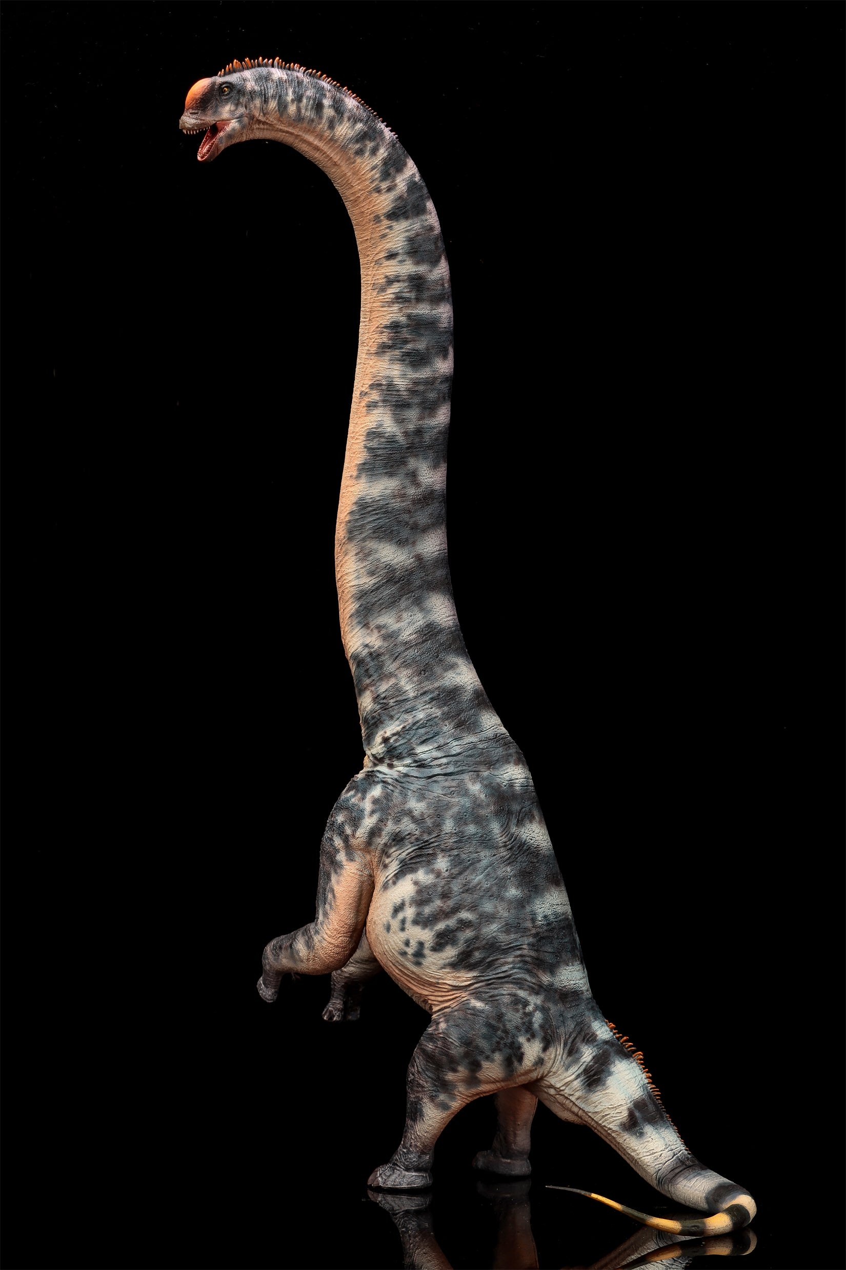 Modèle de Sauroposeidon à l'échelle 1:35 HAOLONGGOOD