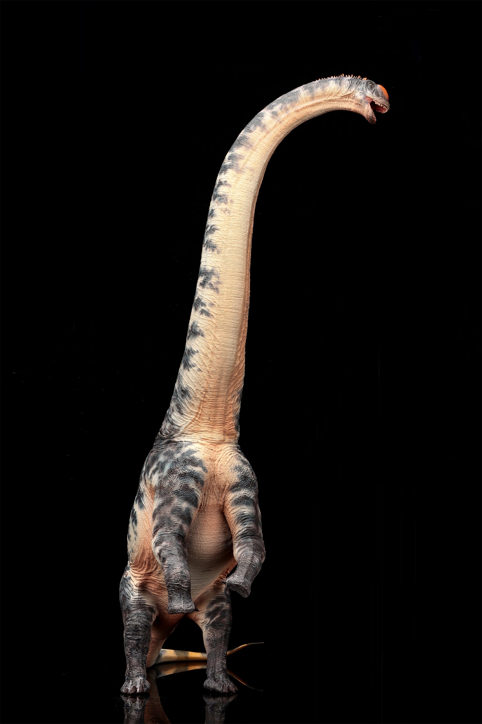 Modèle de Sauroposeidon à l'échelle 1:35 HAOLONGGOOD