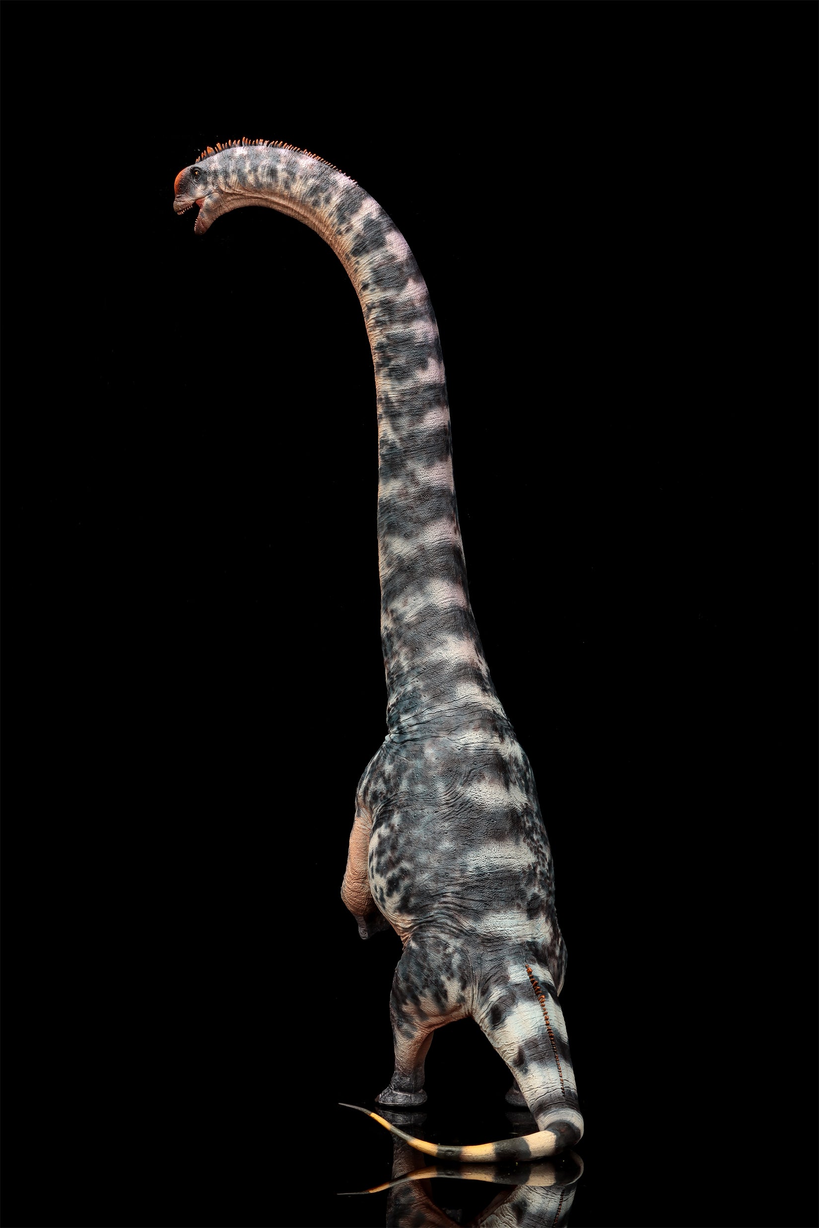 Modèle de Sauroposeidon à l'échelle 1:35 HAOLONGGOOD