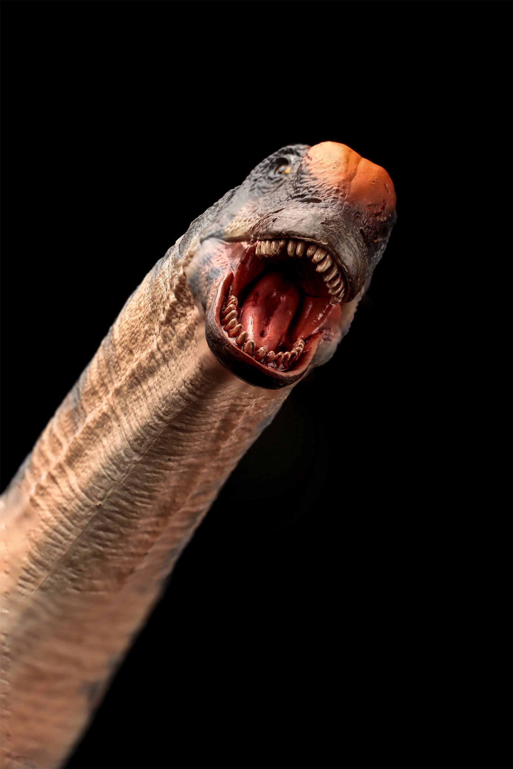 Modèle de Sauroposeidon à l'échelle 1:35 HAOLONGGOOD