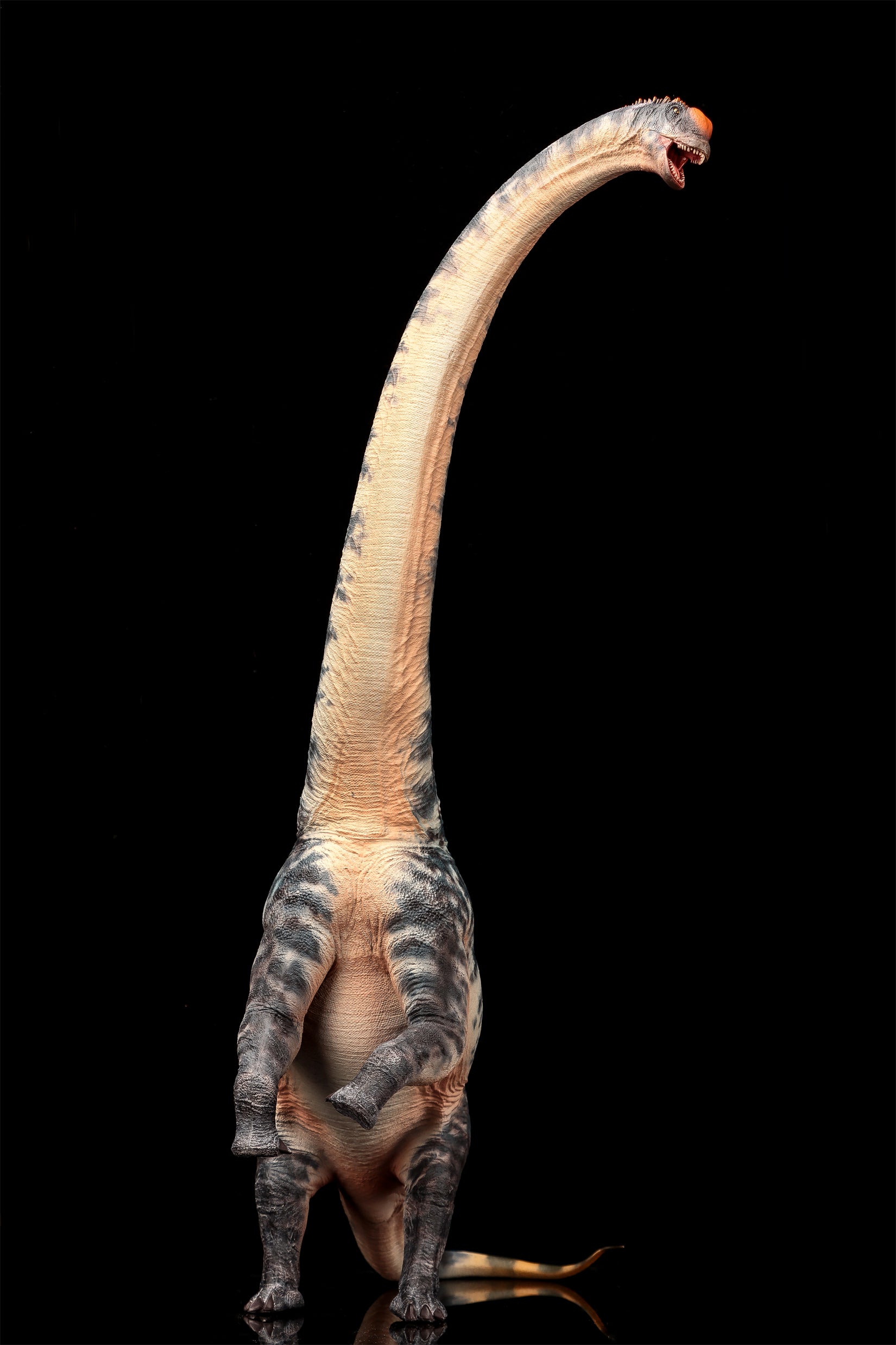 Modèle de Sauroposeidon à l'échelle 1:35 HAOLONGGOOD