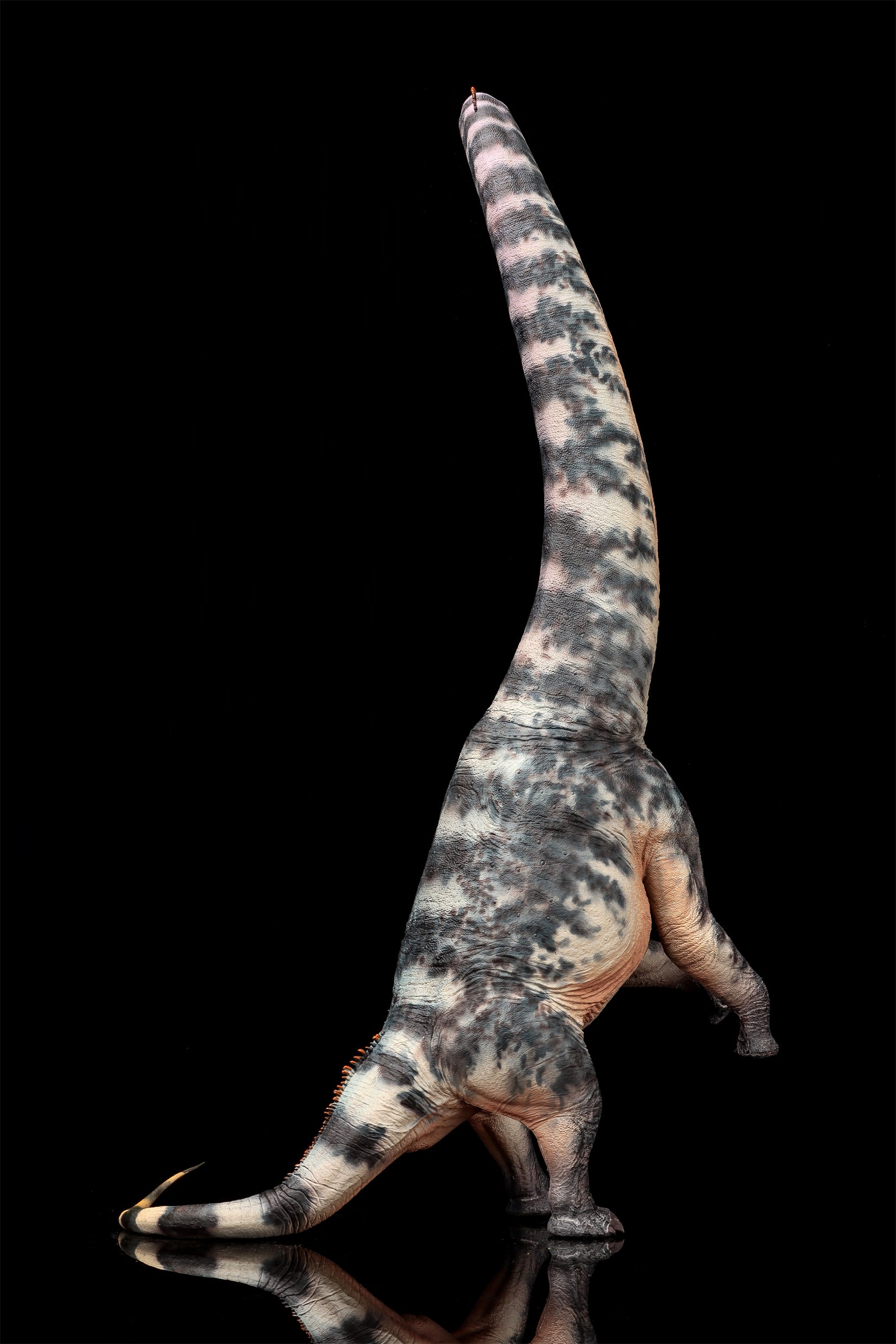 Modèle de Sauroposeidon à l'échelle 1:35 HAOLONGGOOD