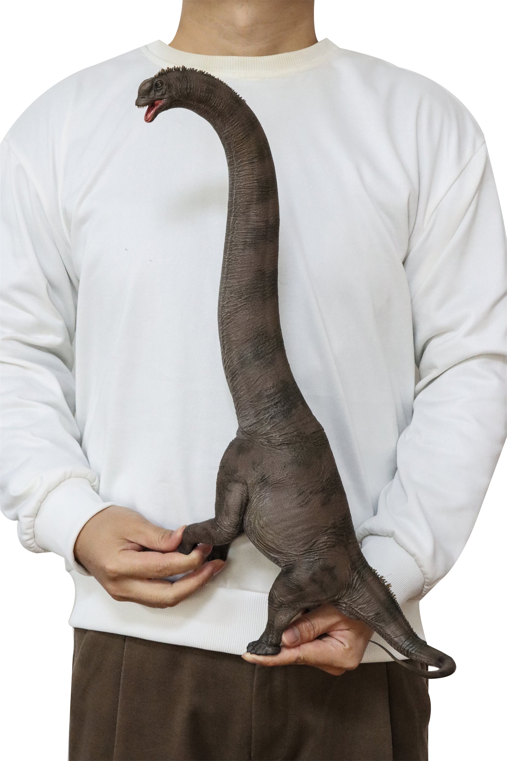 Modèle de Sauroposeidon à l'échelle 1:35 HAOLONGGOOD