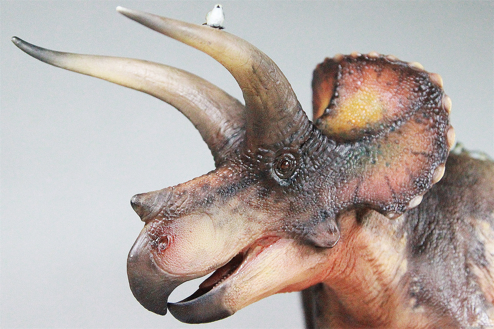 De CLAY Studio Triceratops prorsus Scene Statue Kit