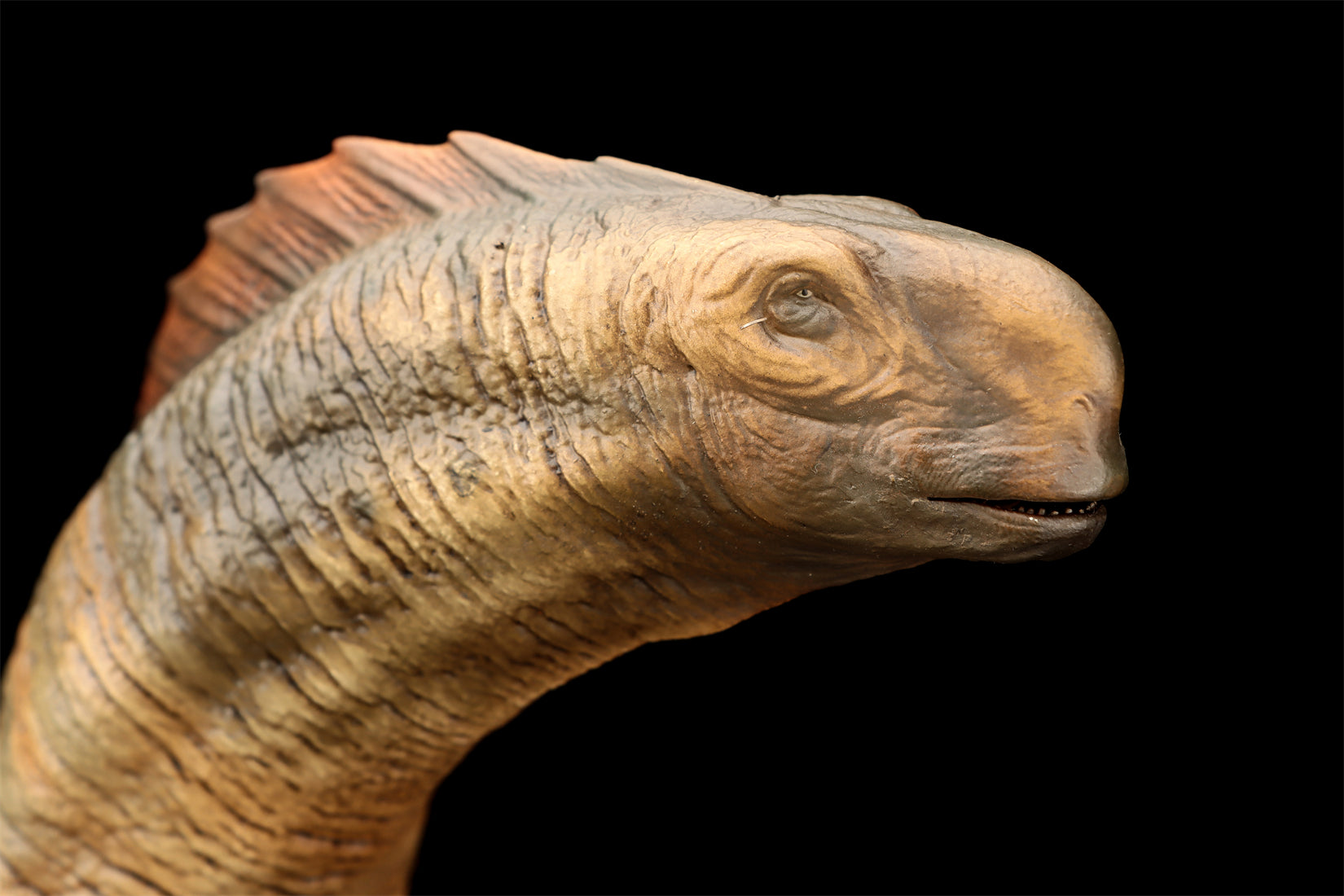 DINO DREAM 1:30 Scale Titanosaurus Model