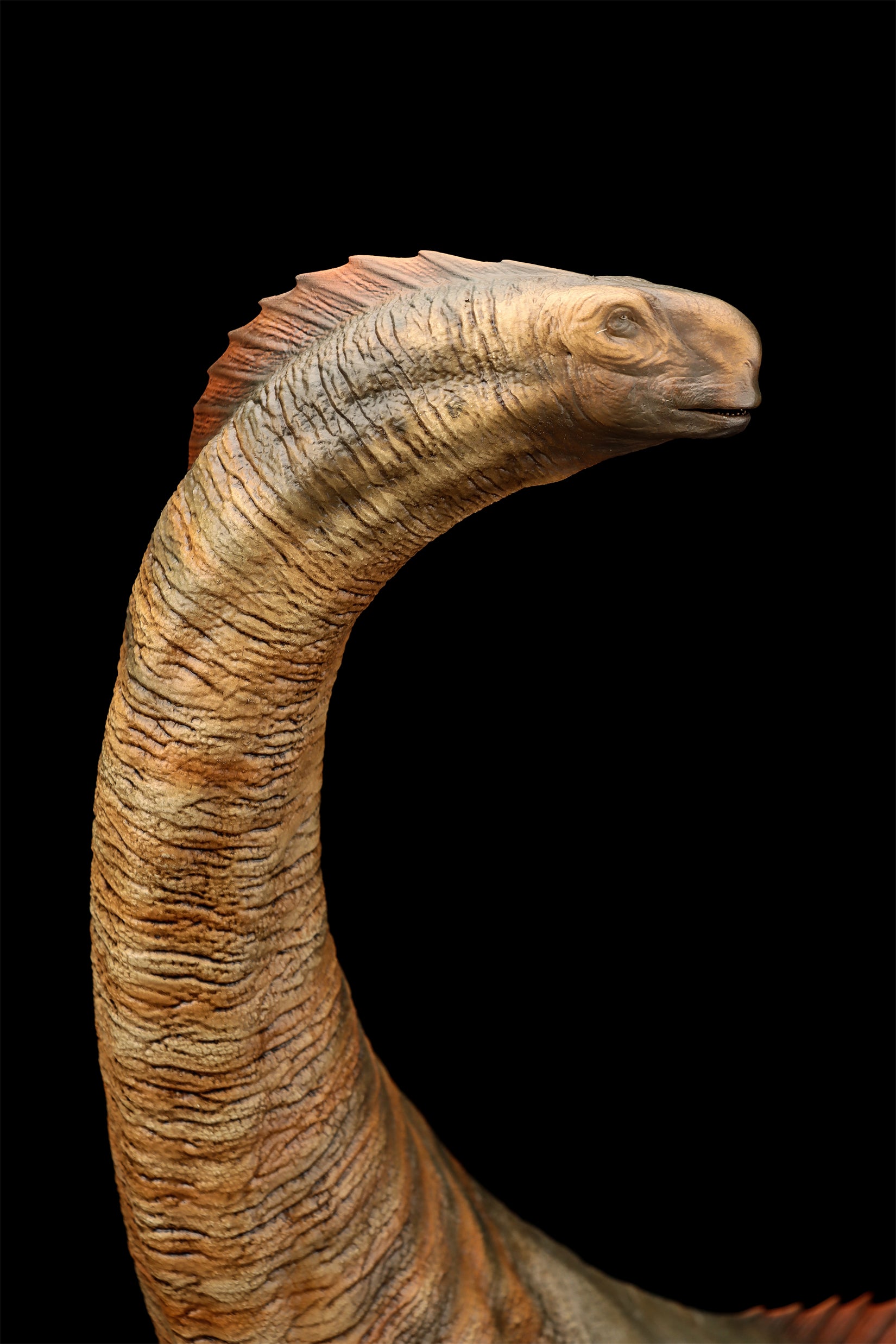 DINO DREAM 1:30 Scale Titanosaurus Model